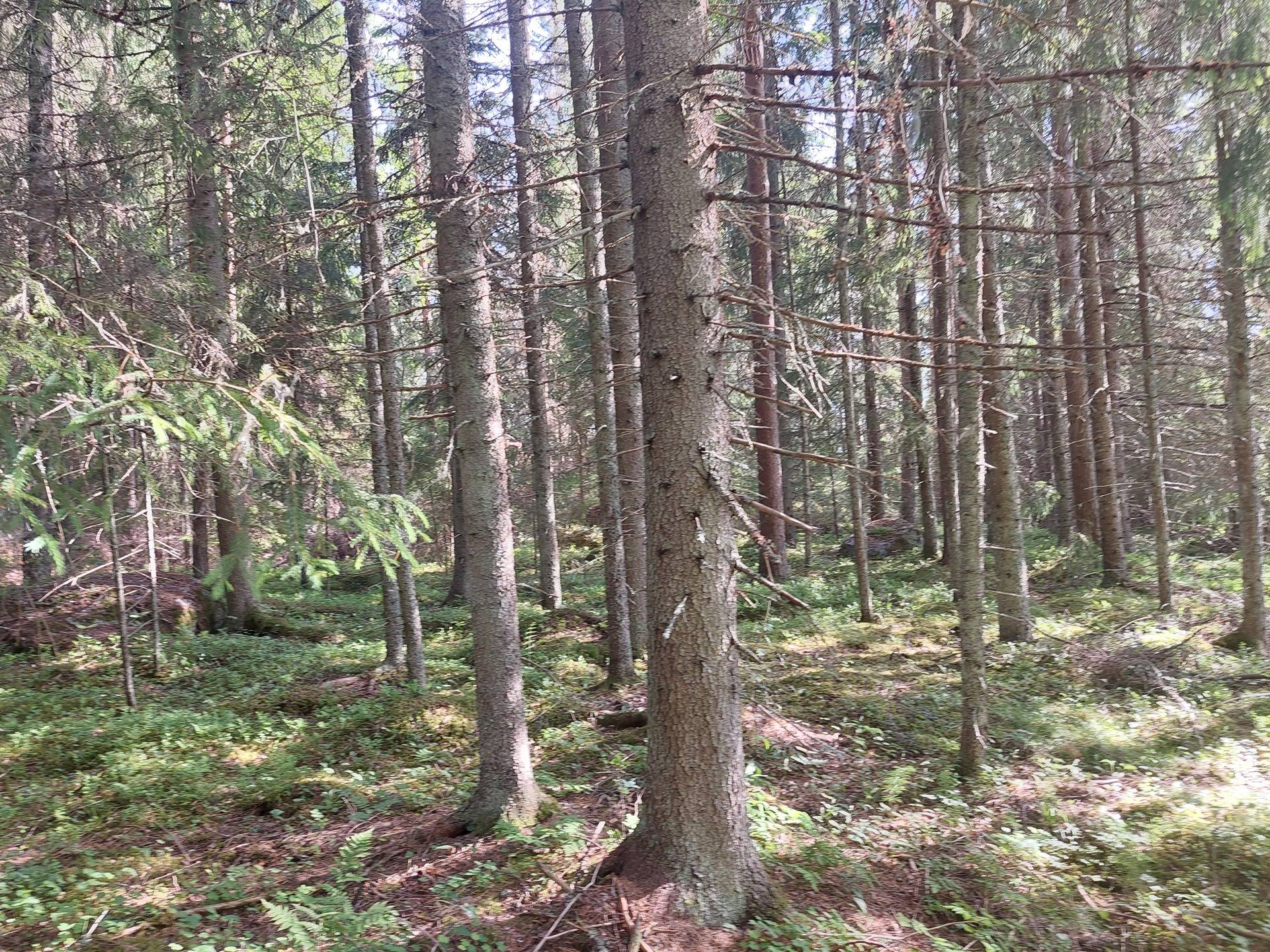 Omslagsbild för objektet Mäkelä 790-497-3-30 ja Satimo 790-506-1-58 maa-ja metsätilat Sastamalan Suodenniemellä