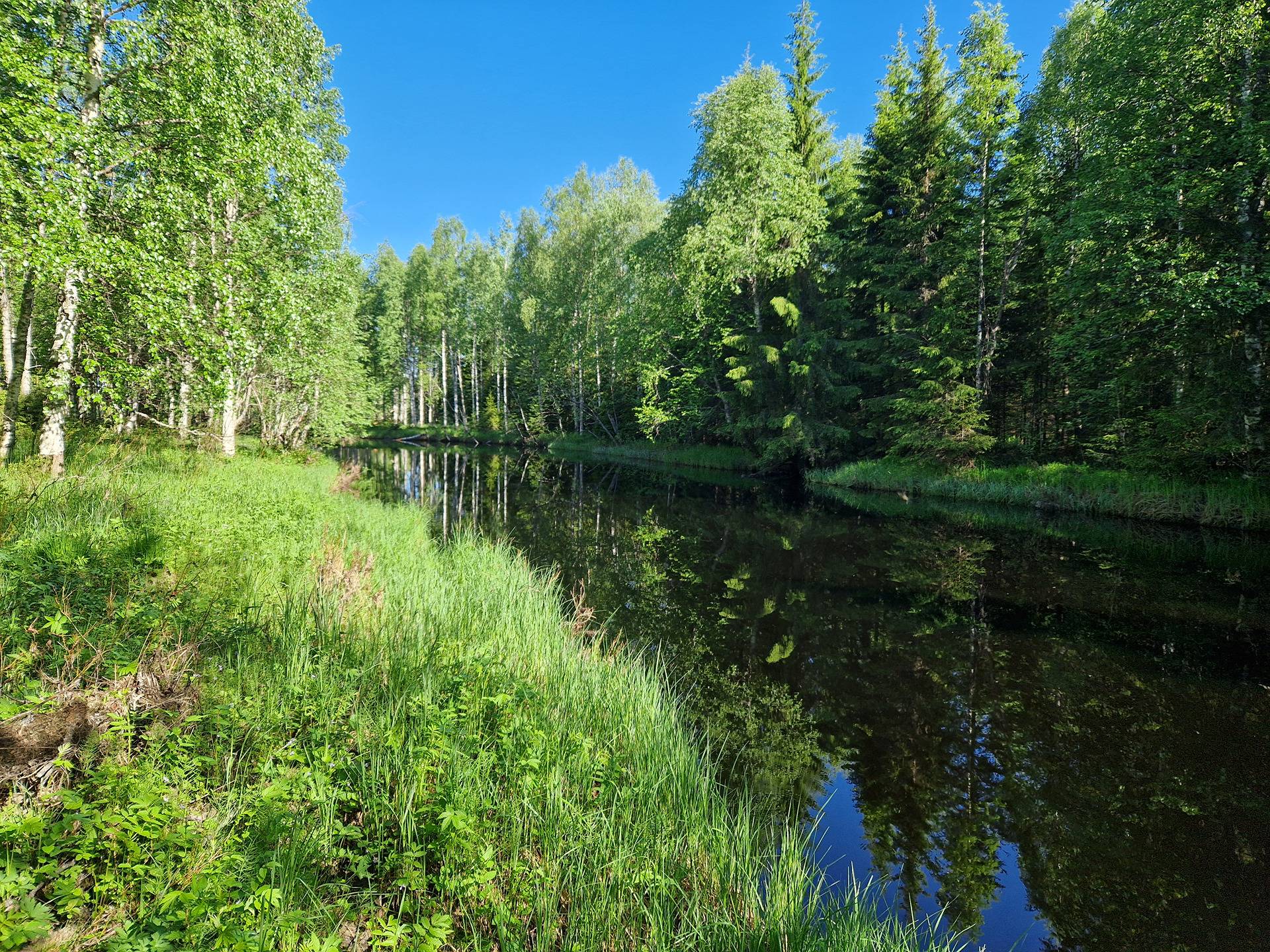 RITVALA 6,89 HA LOMA-ASUNTO- JA METSÄKIINTEISTÖ 620-407-7-29  PUOLANGAN  KK:LTÄ N.35 KM KIISKISJÄRVELLÄ 19