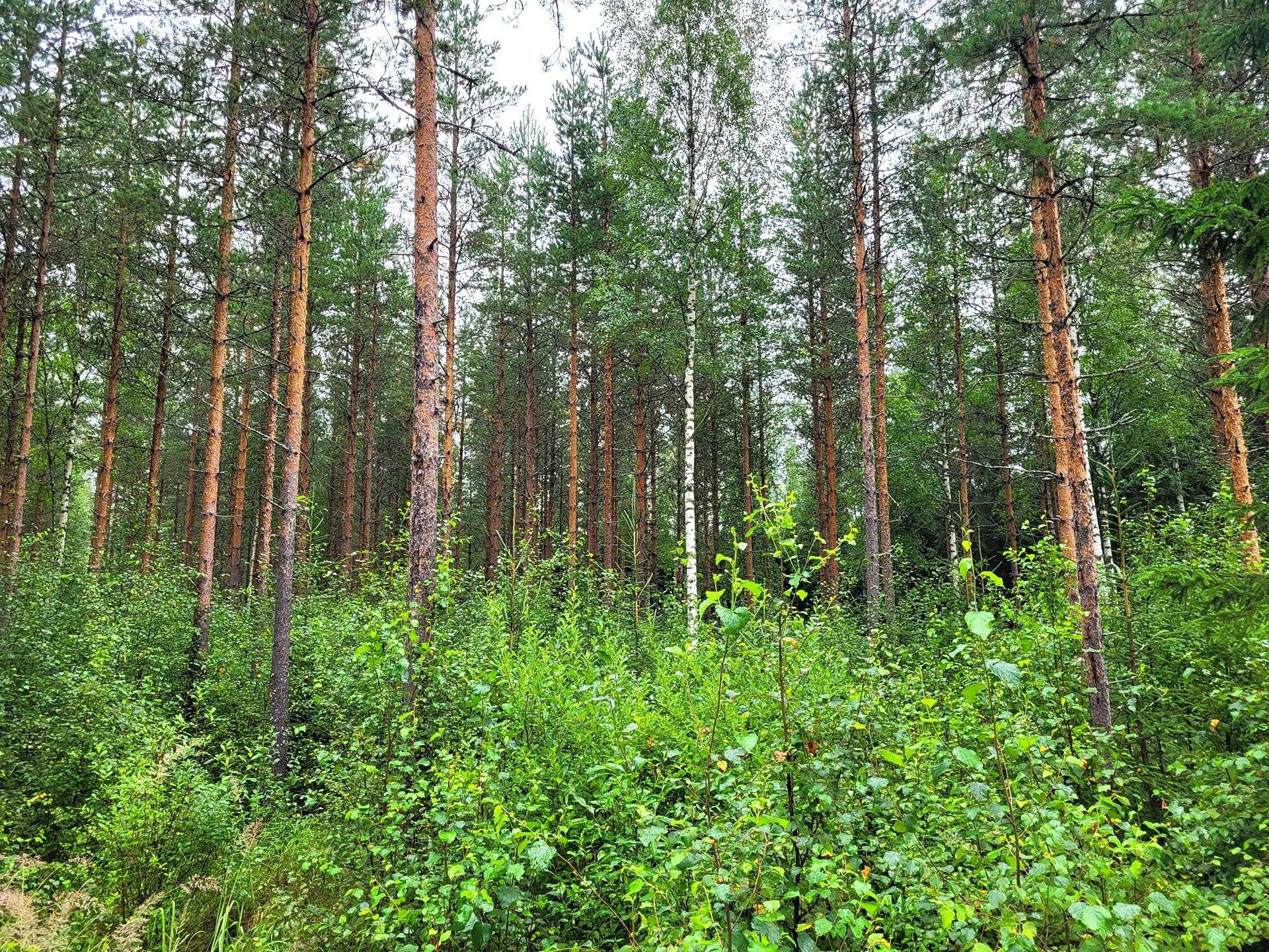 Metsätila Kuivasto 45:11 2