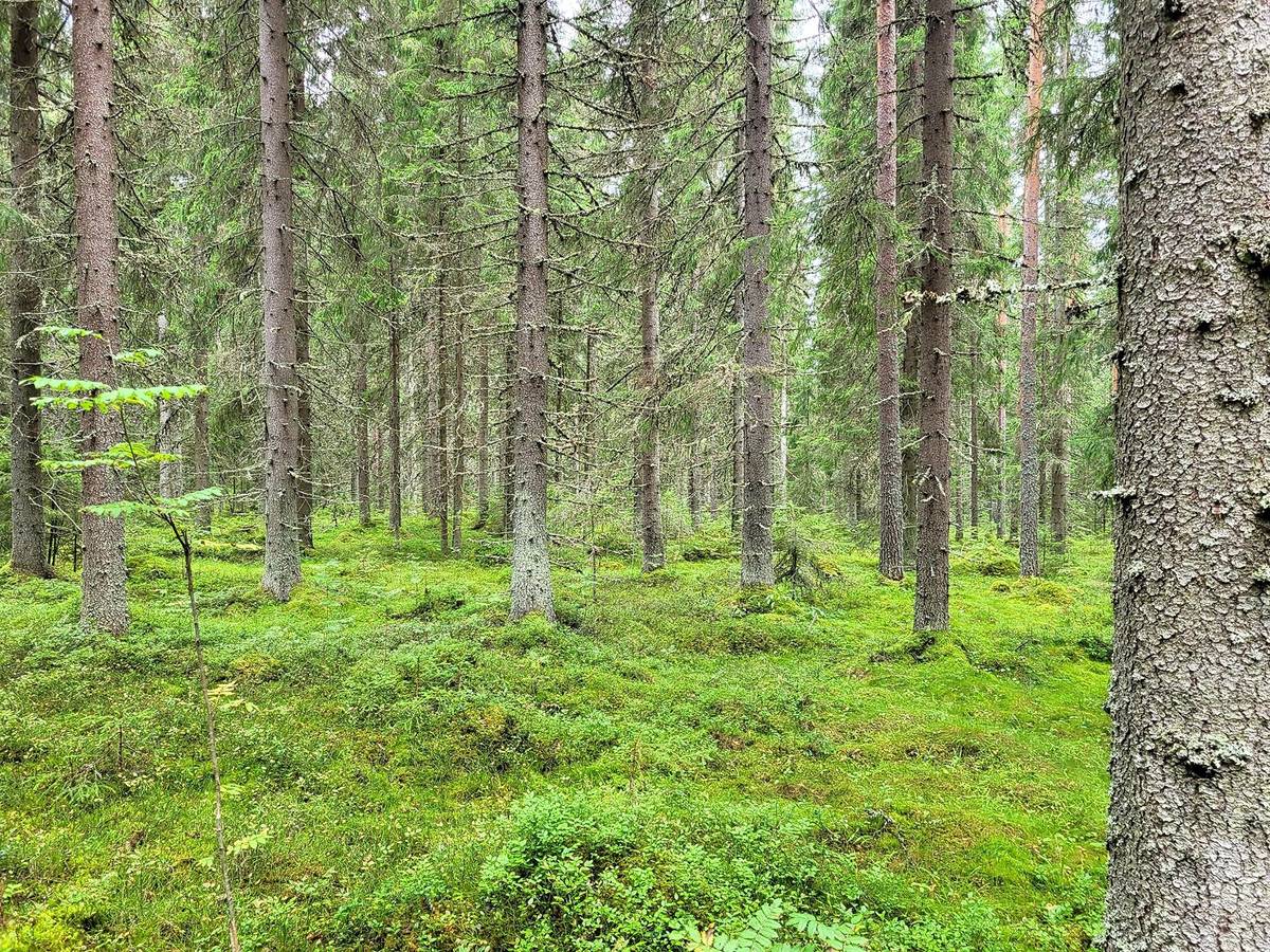 Kansikuva kohteelle Metsätila Kuivasto 45:11