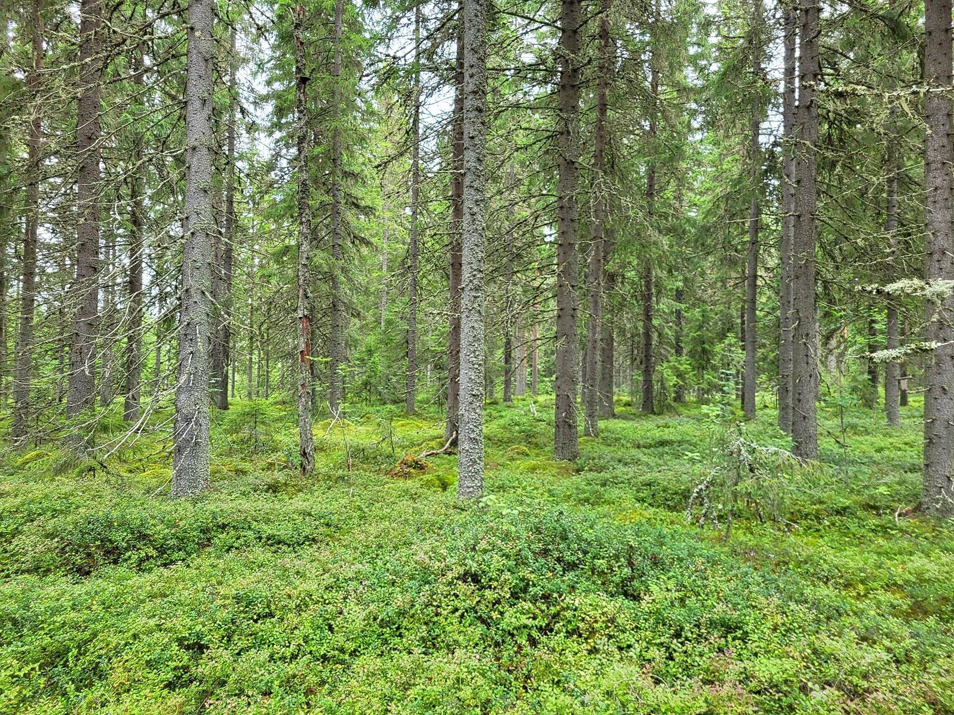 Metsätila Kuivasto 45:11 15