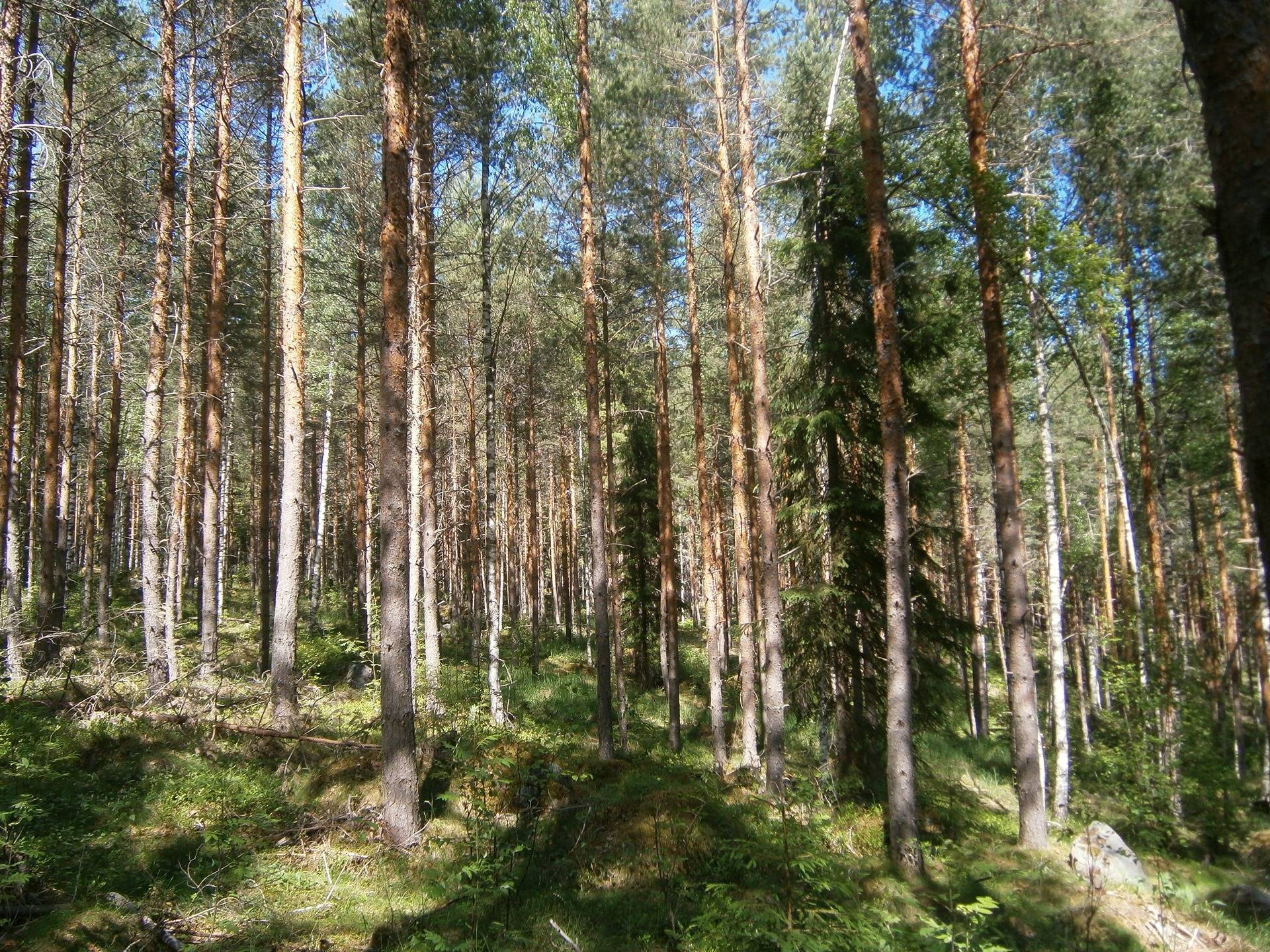 Omslagsbild för objektet SAHALAHTI-HAAPASAARI-AHONEN