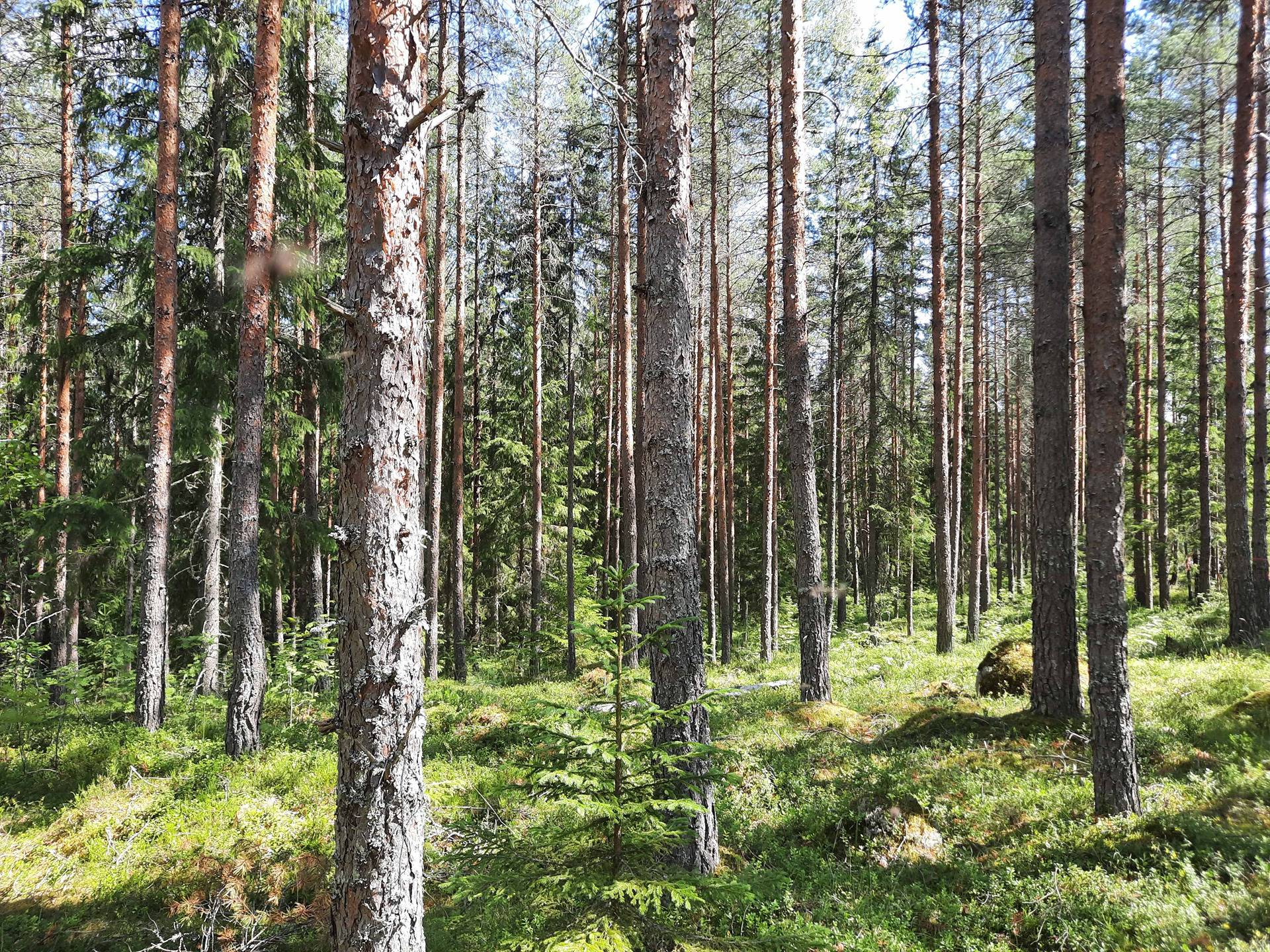 Kansikuva kohteelle Helylä 142-411-3-40