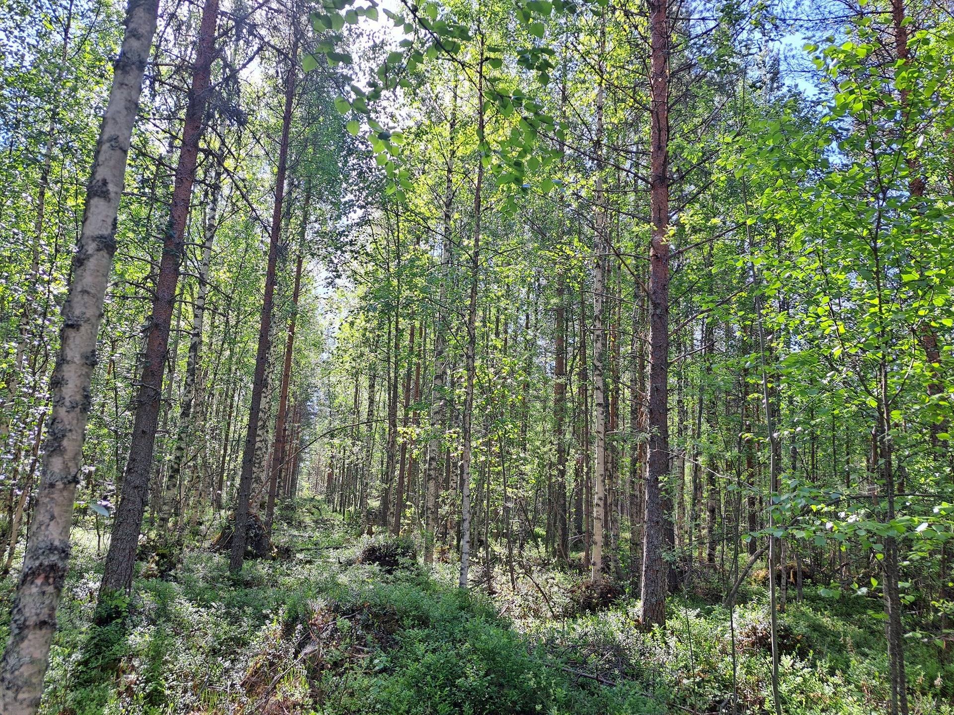 Halsua / Ärmätti 57,2 ha KÄMPPÄKANGAS 241:0 metsätila 3