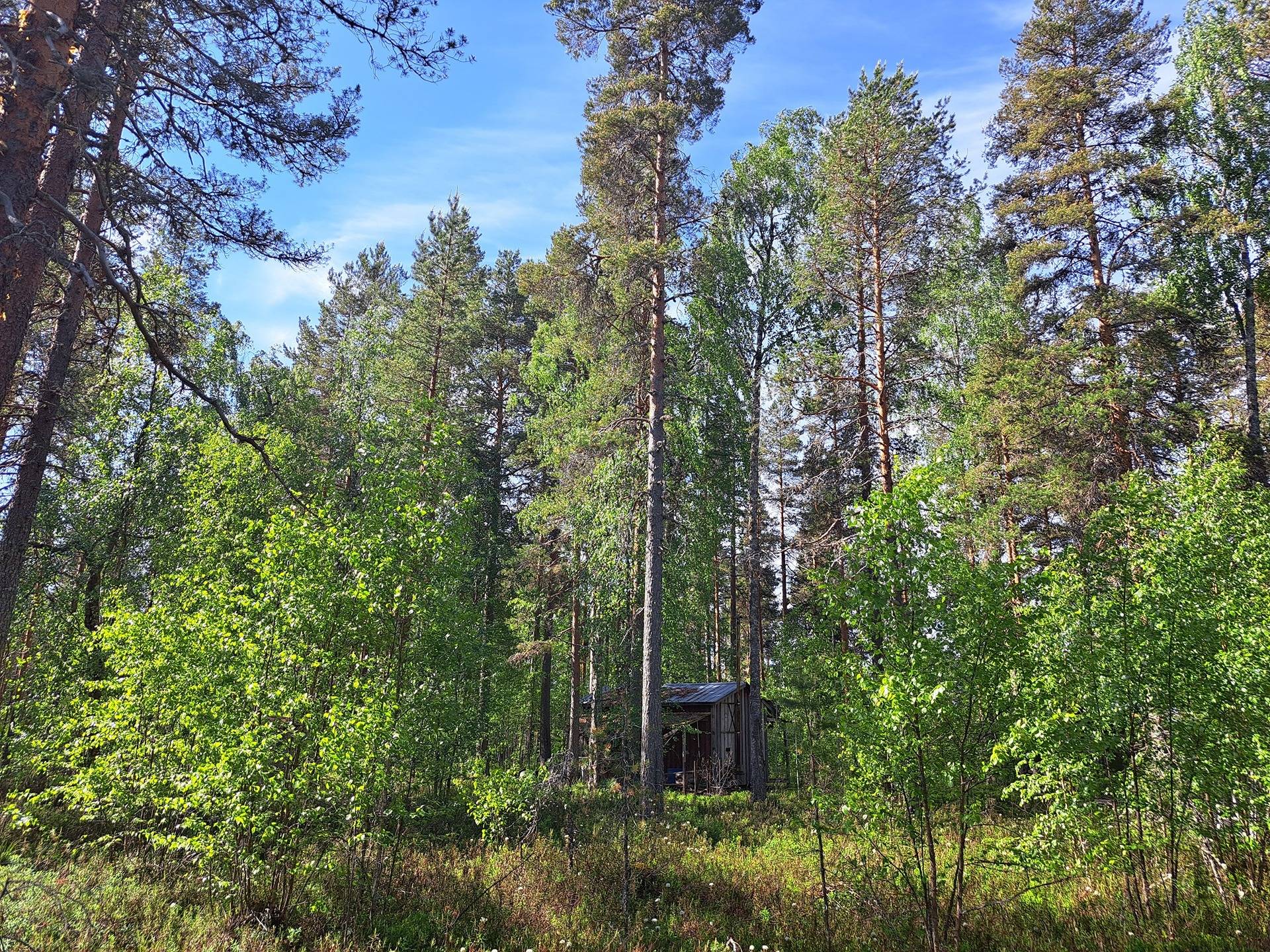 Halsua / Ärmätti 57,2 ha KÄMPPÄKANGAS 241:0 metsätila 7