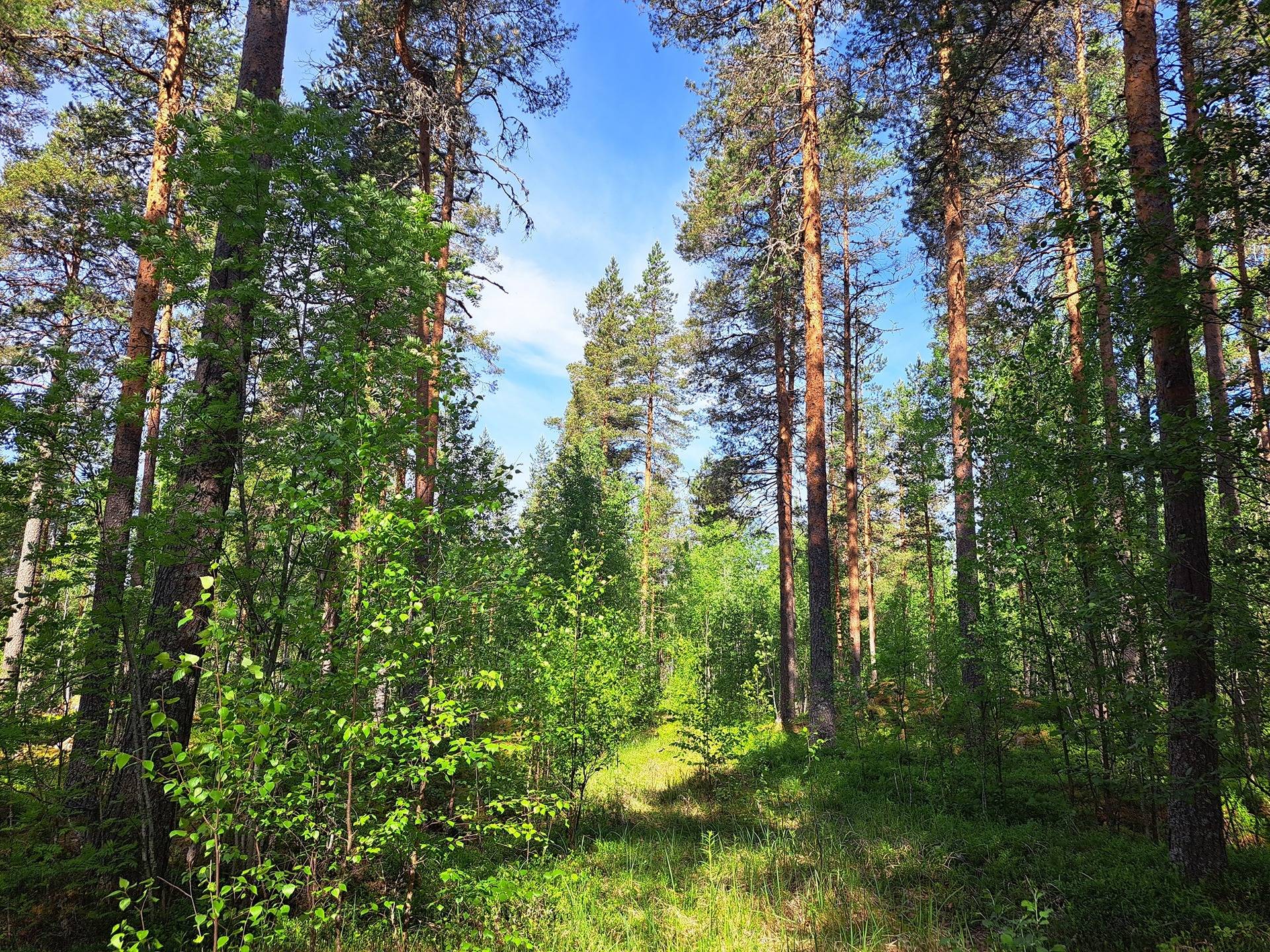 Halsua / Ärmätti 57,2 ha KÄMPPÄKANGAS 241:0 metsätila 10