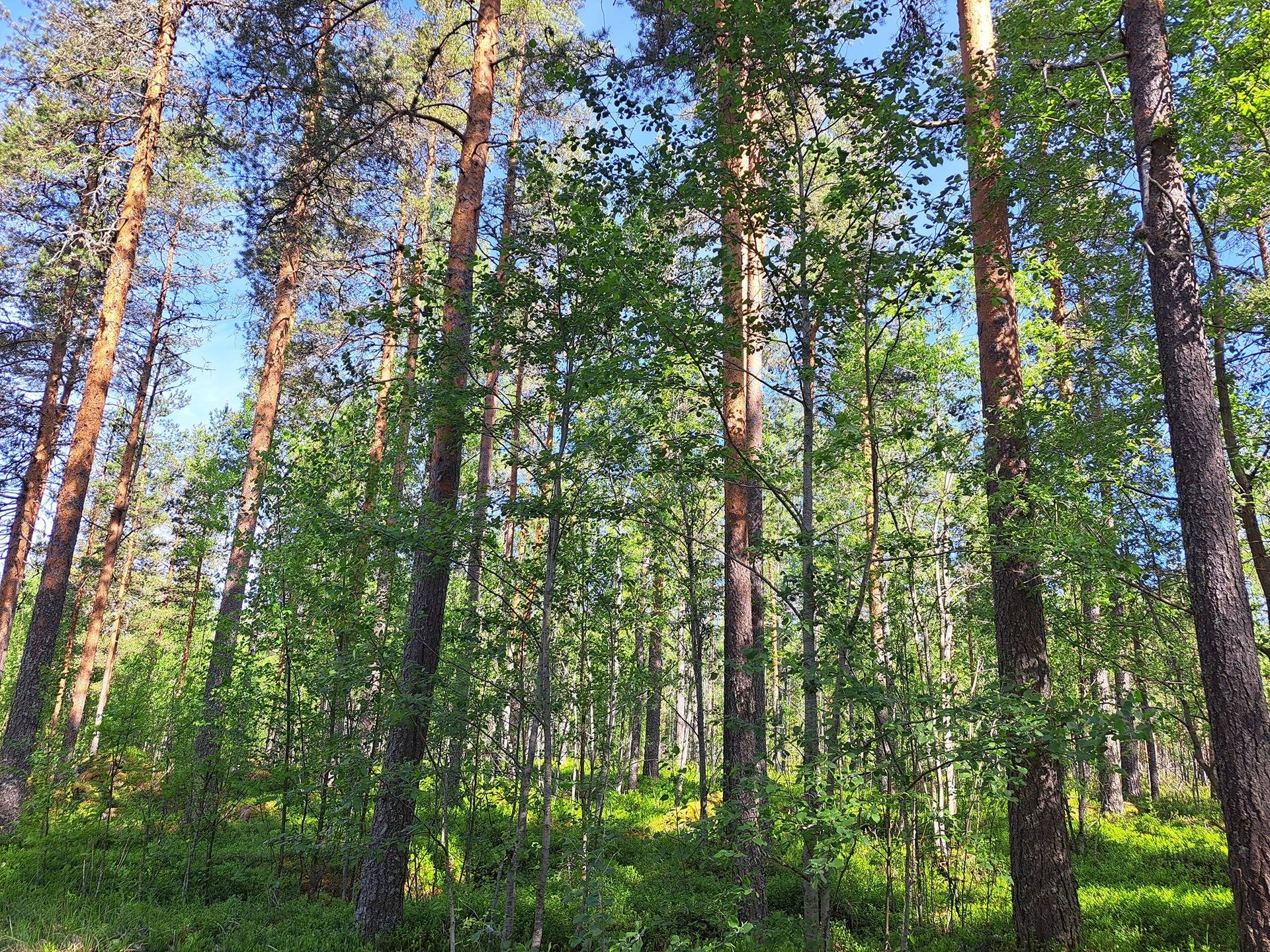 Halsua / Ärmätti 57,2 ha KÄMPPÄKANGAS 241:0 metsätila 11