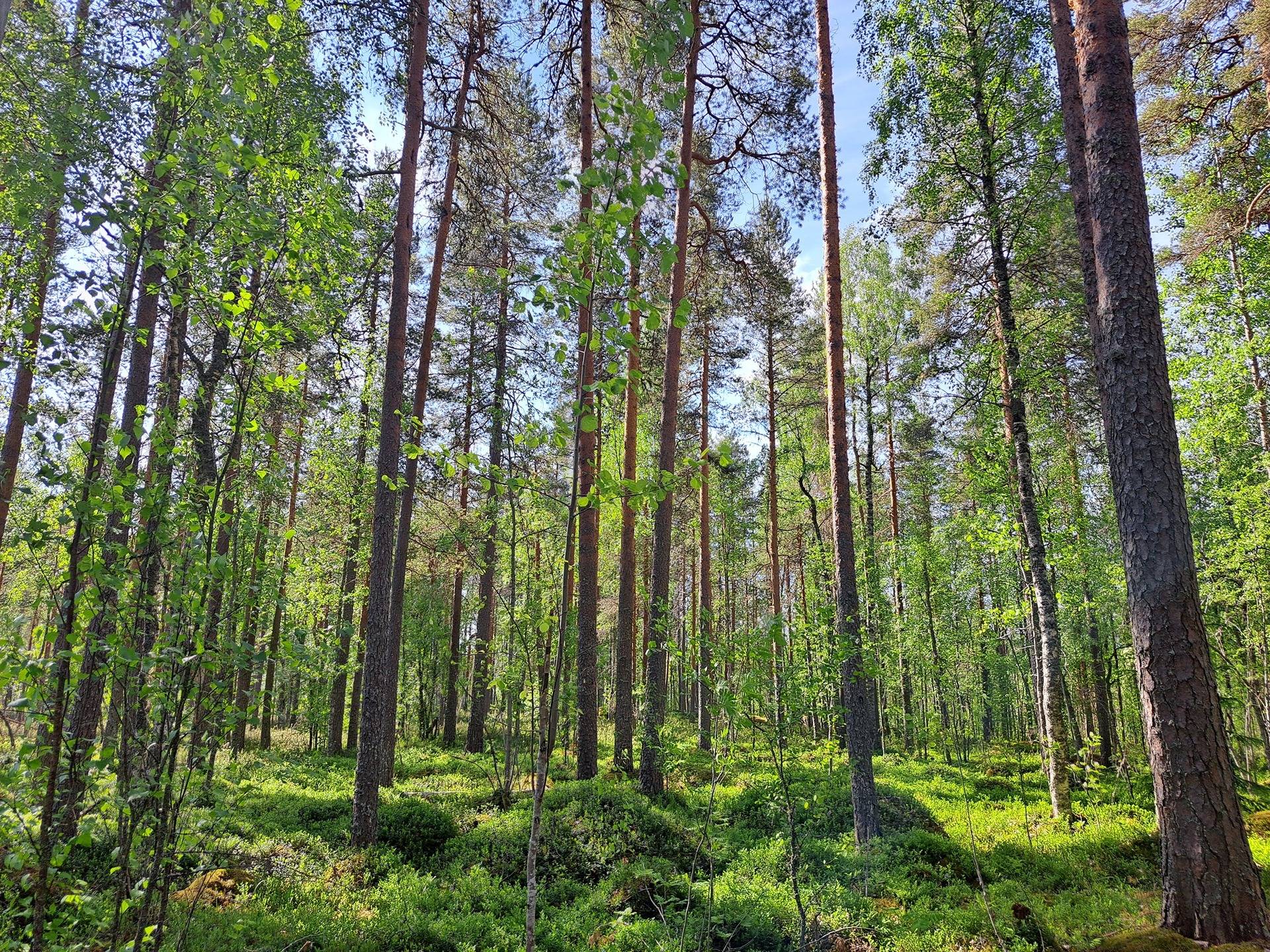 Halsua / Ärmätti 57,2 ha KÄMPPÄKANGAS 241:0 metsätila 12