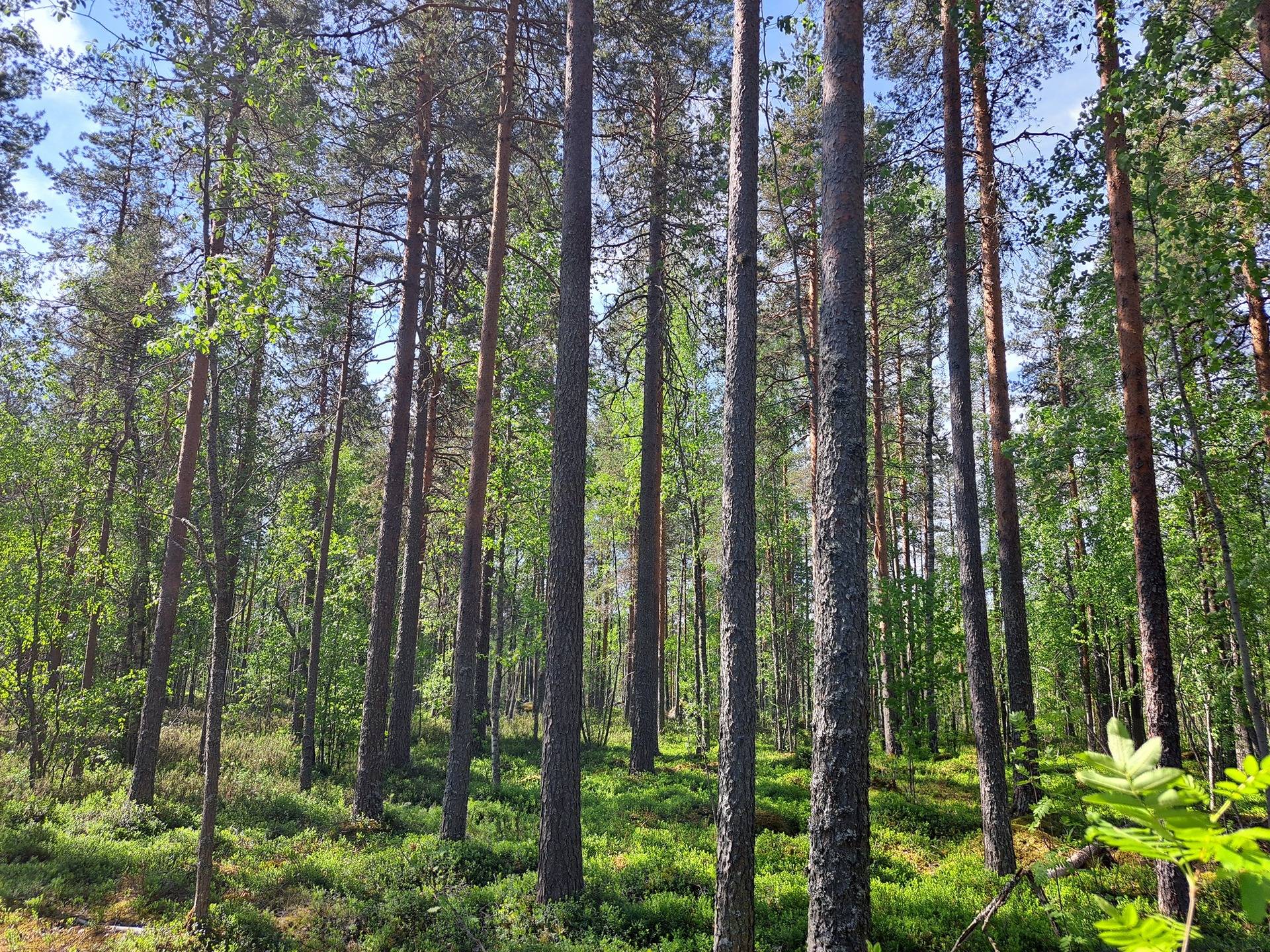 Halsua / Ärmätti 57,2 ha KÄMPPÄKANGAS 241:0 metsätila 13