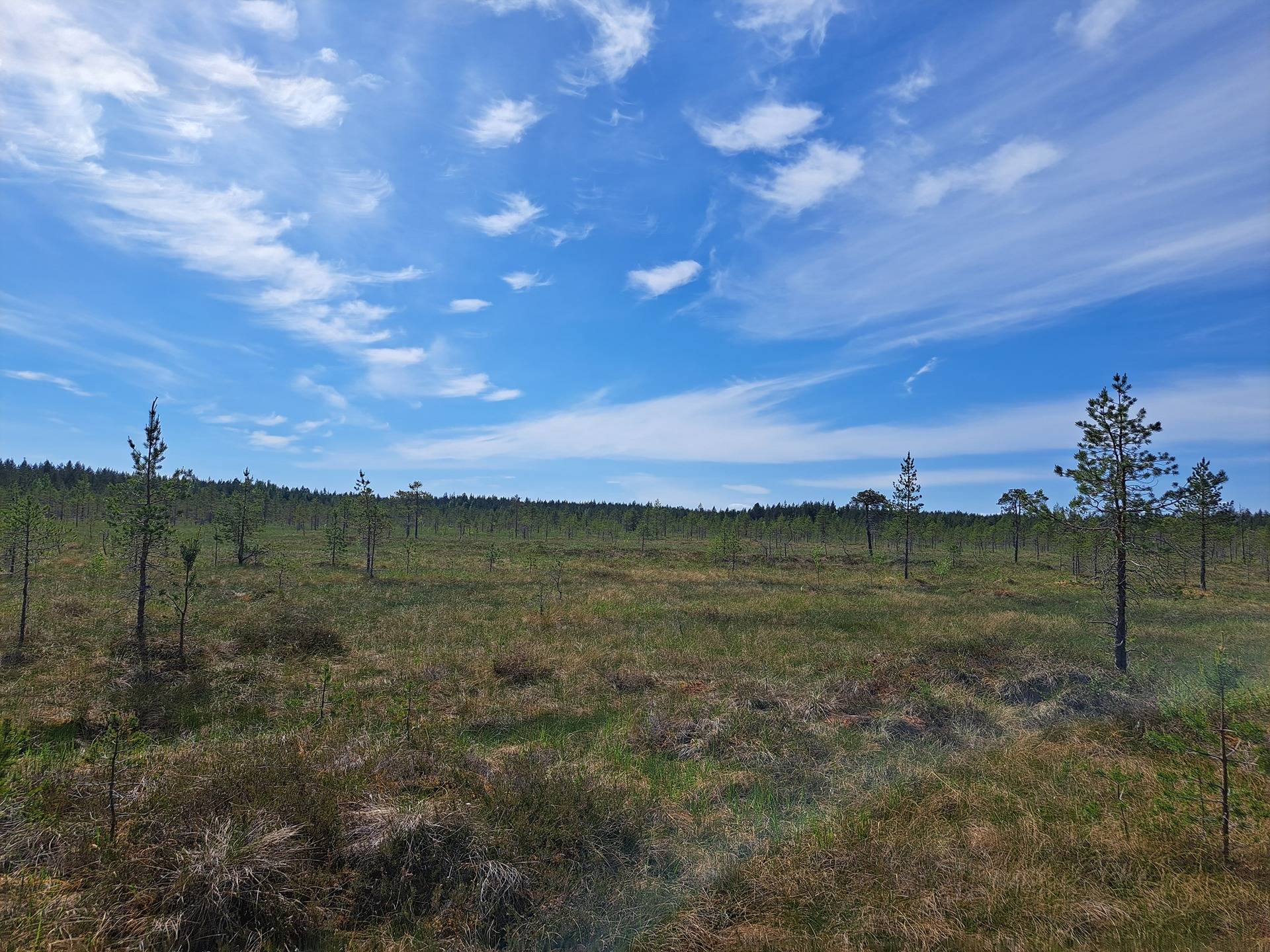 Halsua / Ärmätti 57,2 ha KÄMPPÄKANGAS 241:0 metsätila 17