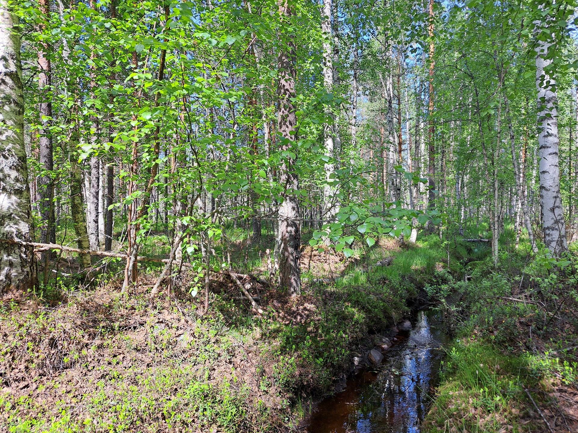 Halsua / Ärmätti 57,2 ha KÄMPPÄKANGAS 241:0 metsätila 5