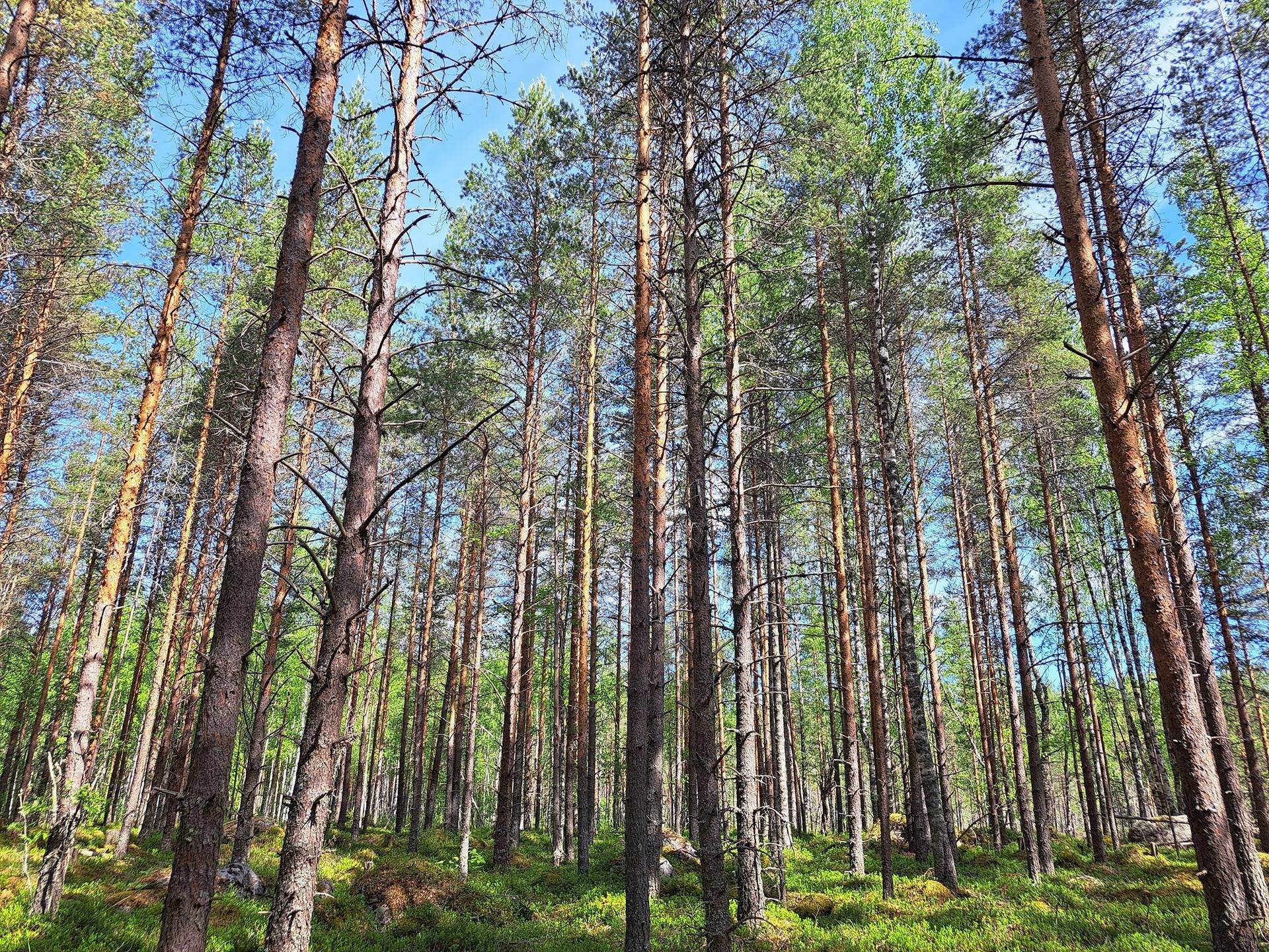 Halsua / Ärmätti 57,2 ha KÄMPPÄKANGAS 241:0 metsätila 21