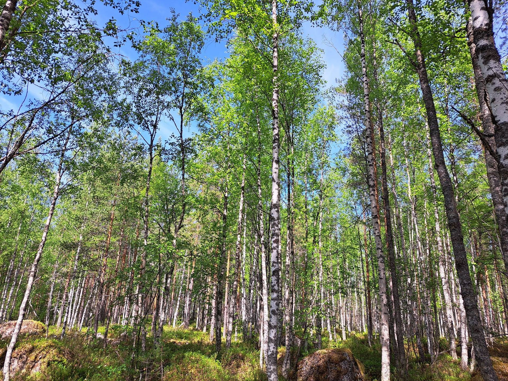 Halsua / Ärmätti 57,2 ha KÄMPPÄKANGAS 241:0 metsätila 22