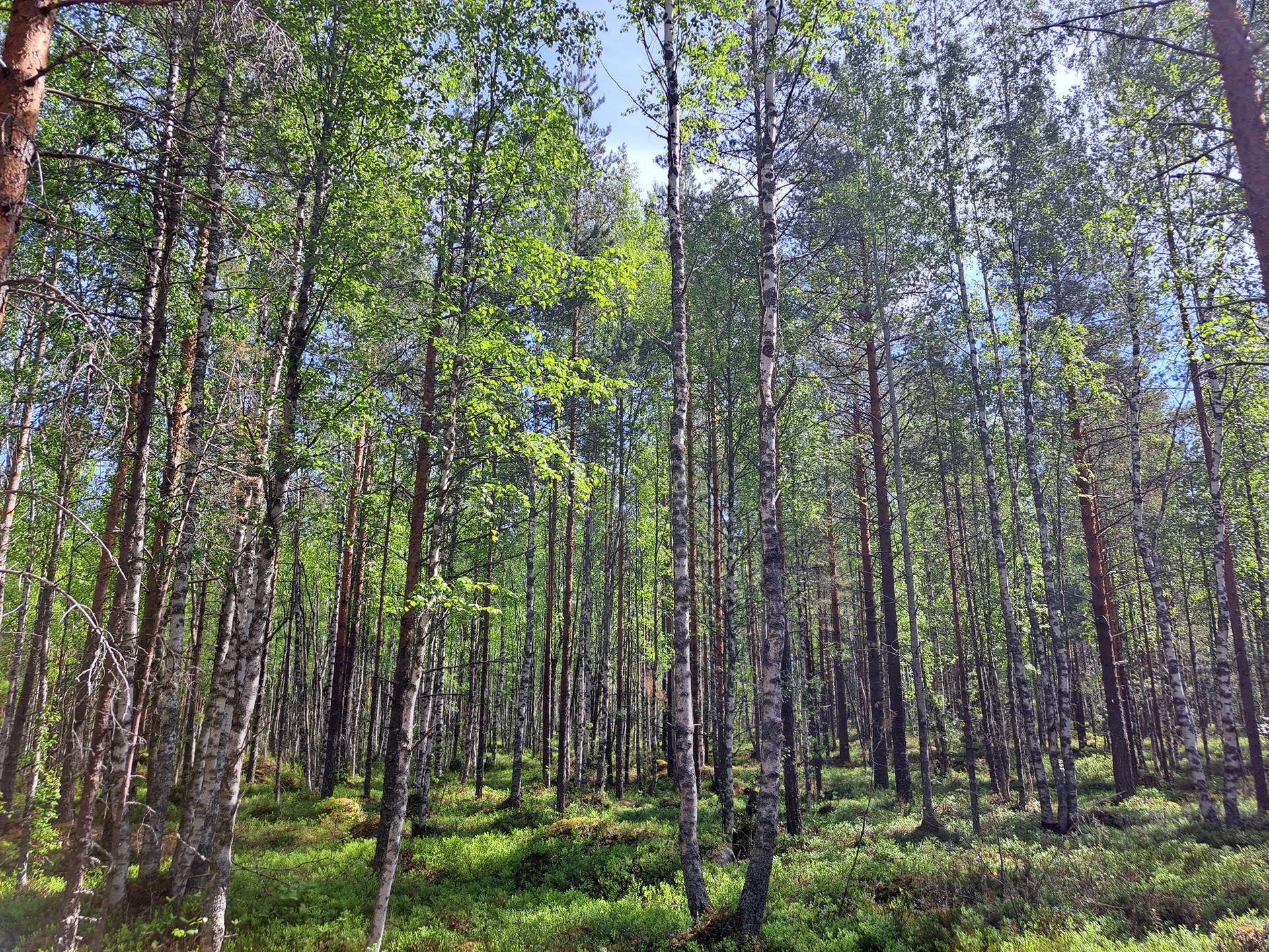 Halsua / Ärmätti 57,2 ha KÄMPPÄKANGAS 241:0 metsätila 23