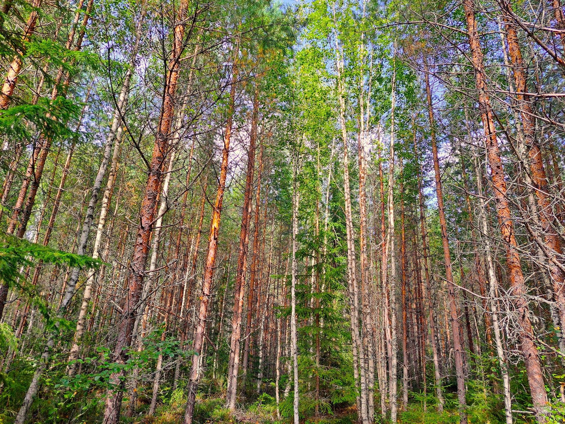 Evijärvi Särkikylä KORKEAMAA 3:104 metsätila 17,2 ha 5