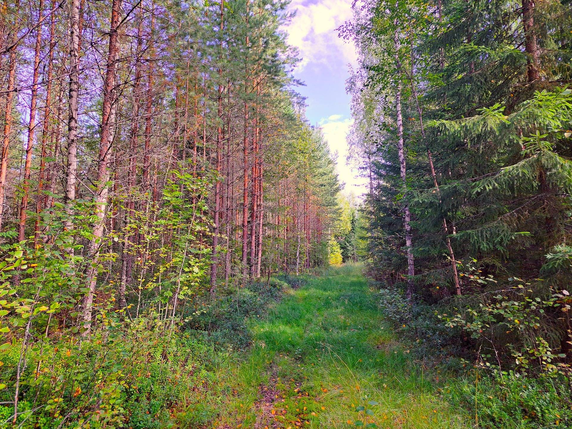 Evijärvi Särkikylä KORKEAMAA 3:104 metsätila 17,2 ha 3