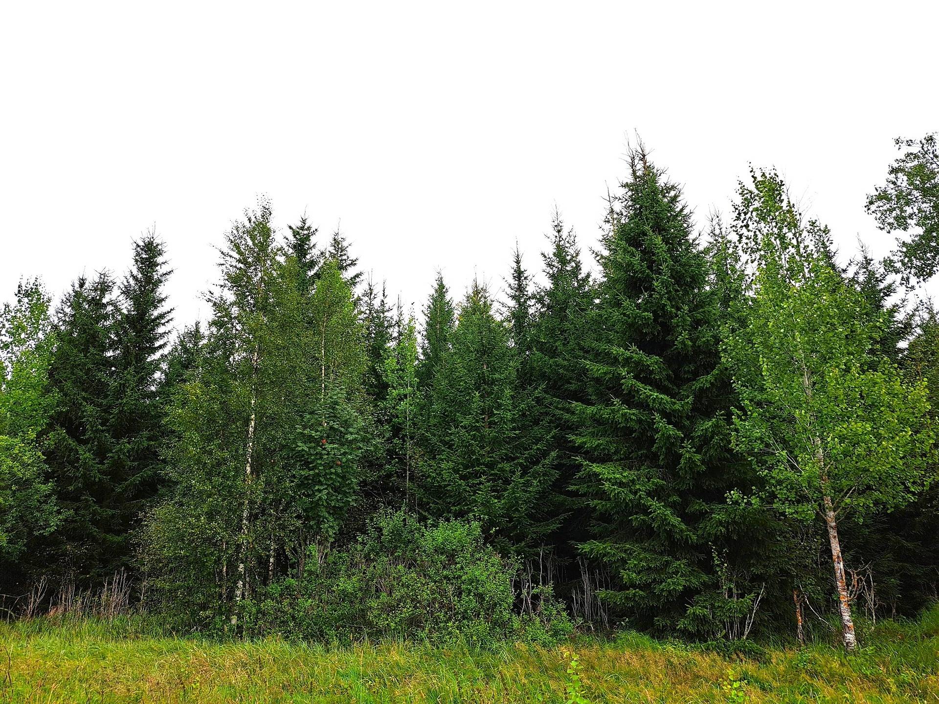 Evijärvi Särkikylä KORKEAMAA 3:104 metsätila 17,2 ha 6