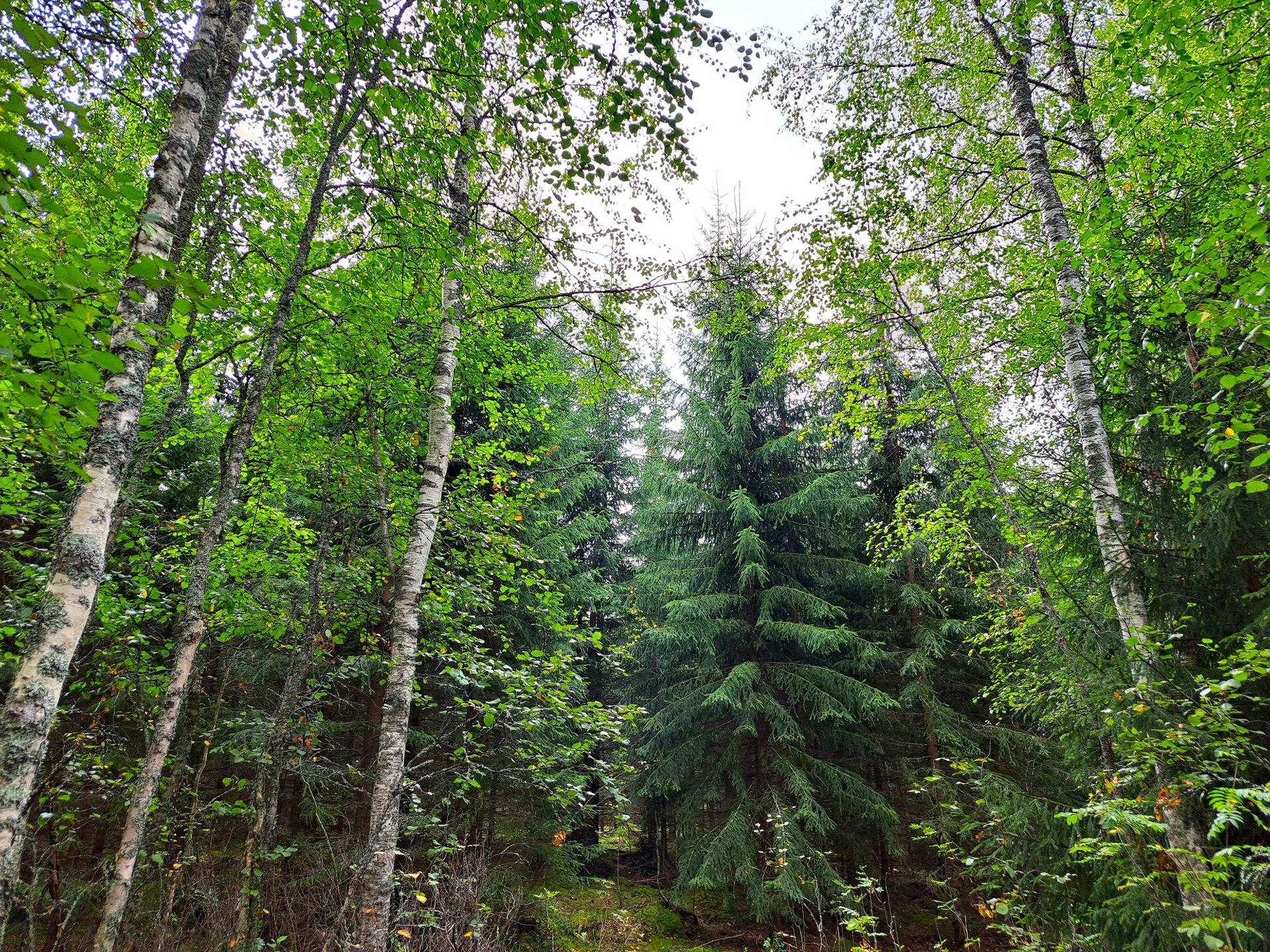 Evijärvi Särkikylä KORKEAMAA 3:104 metsätila 17,2 ha 8