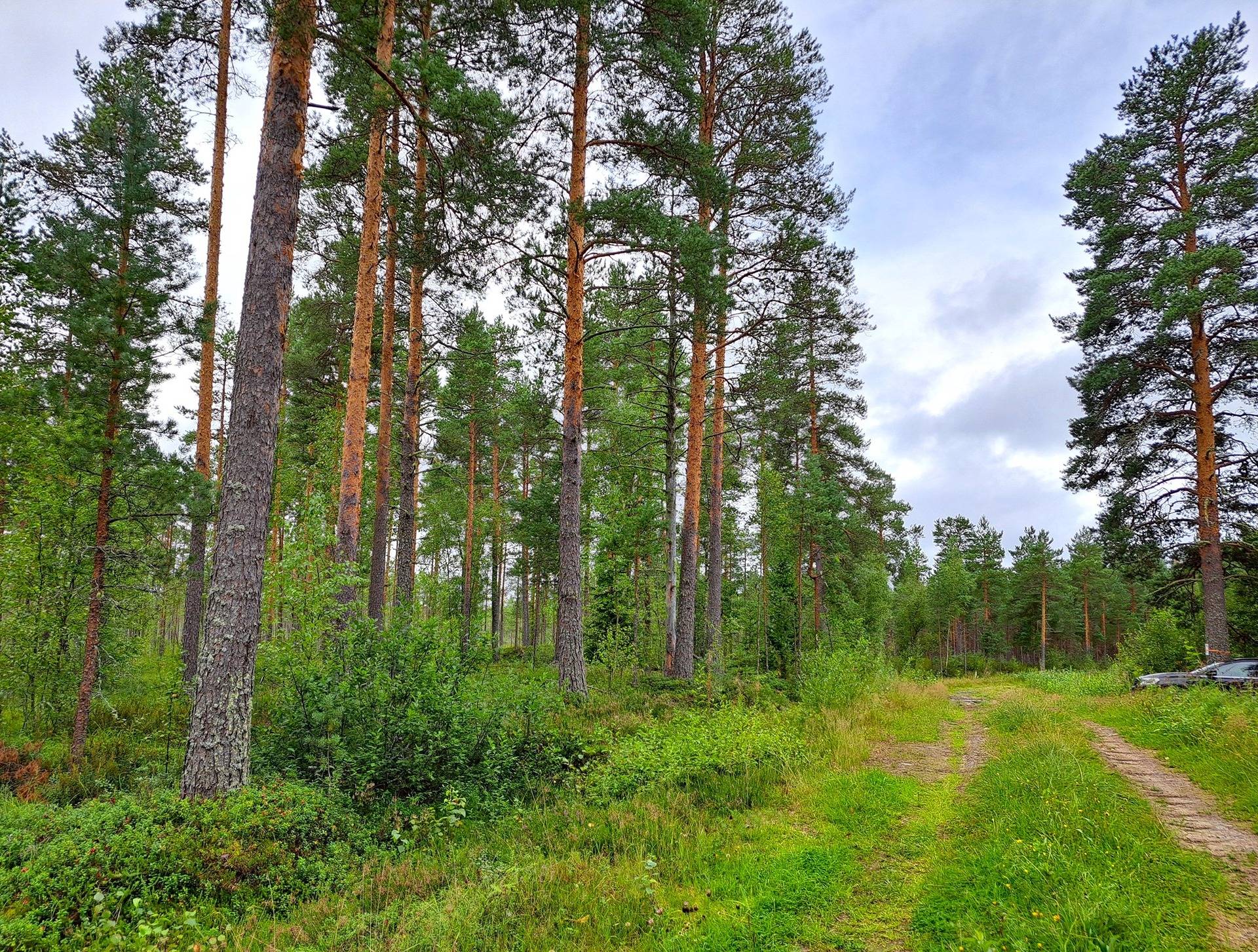 Evijärvi Särkikylä KORKEAMAA 3:104 metsätila 17,2 ha 11