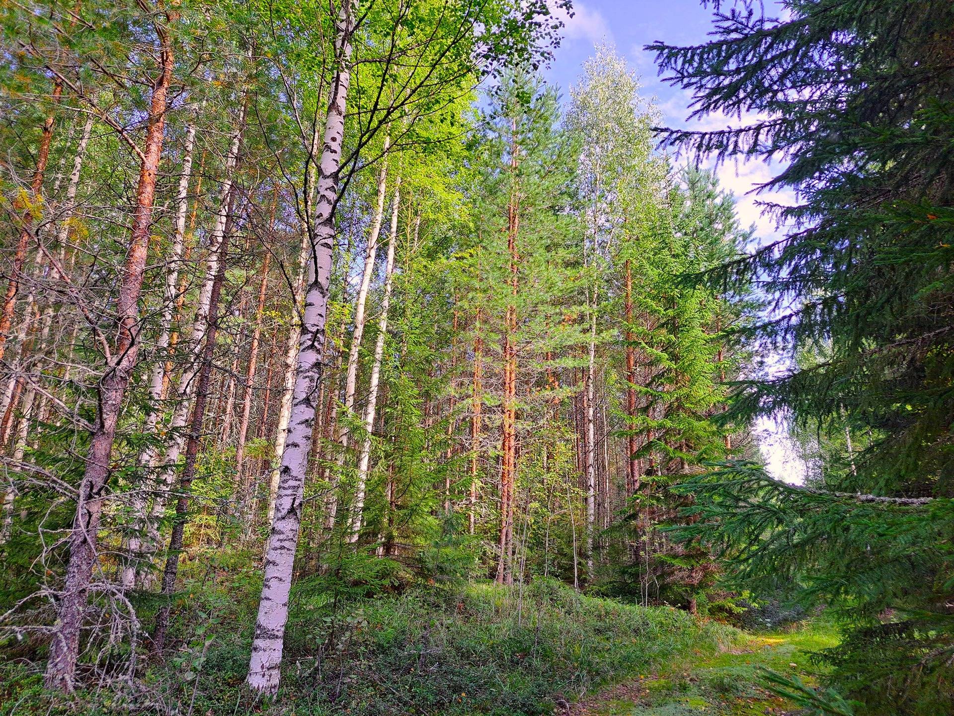 Evijärvi Särkikylä KORKEAMAA 3:104 metsätila 17,2 ha 12