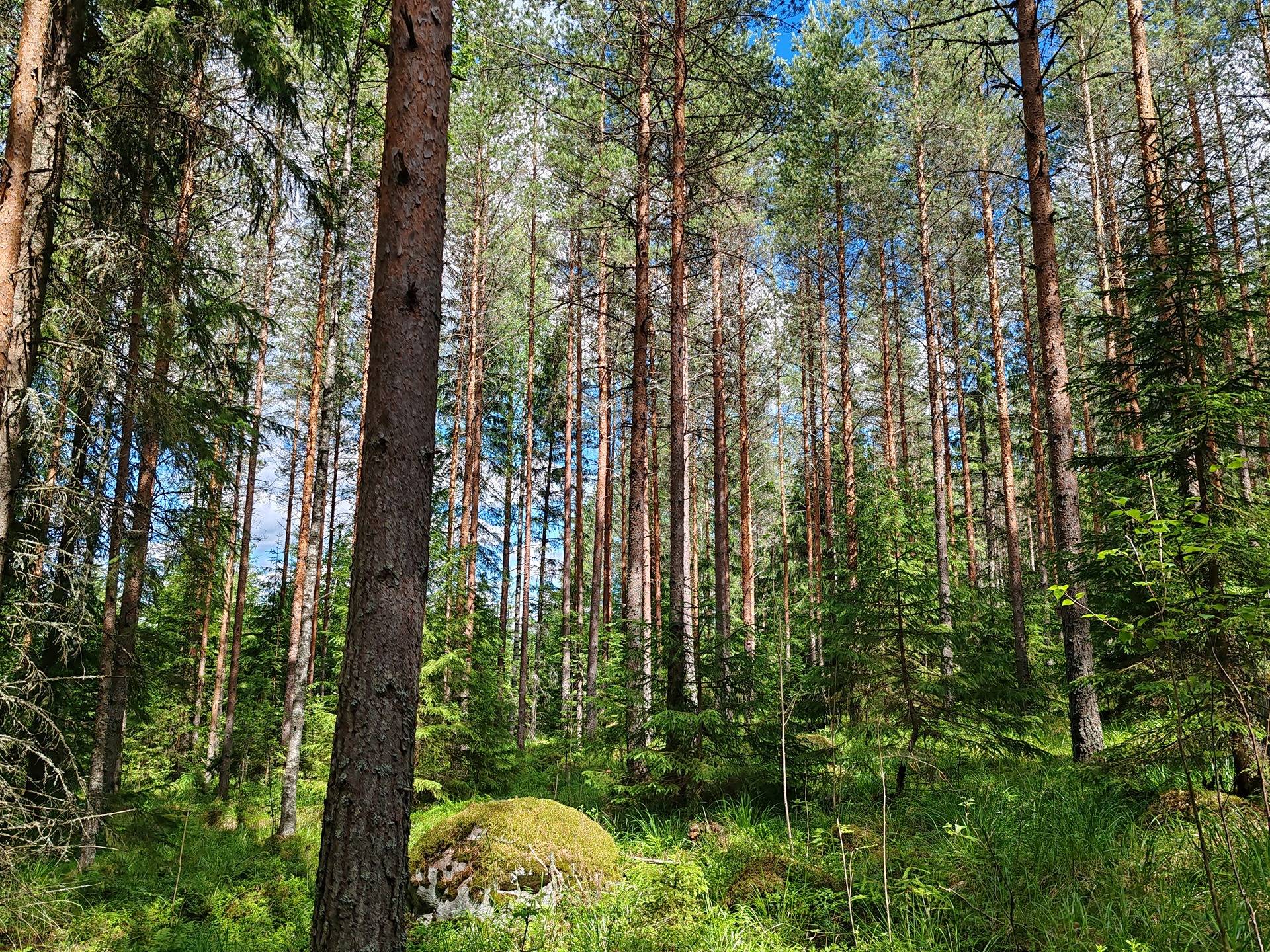 Maatila rakennuksineen Lohjan Leppäkorvessa, rauhallisella sijainnilla mutta vain 60 km kehä-III:lta. 37