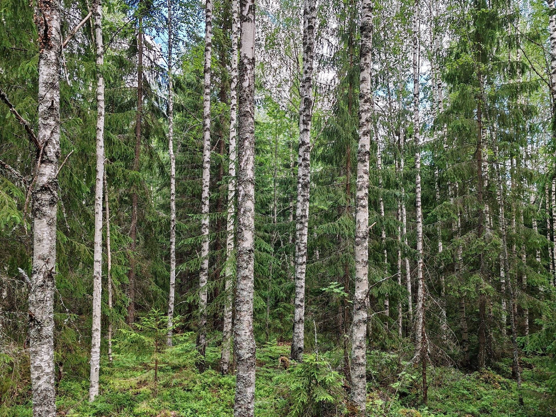 Maatila rakennuksineen Lohjan Leppäkorvessa, rauhallisella sijainnilla mutta vain 60 km kehä-III:lta. 39