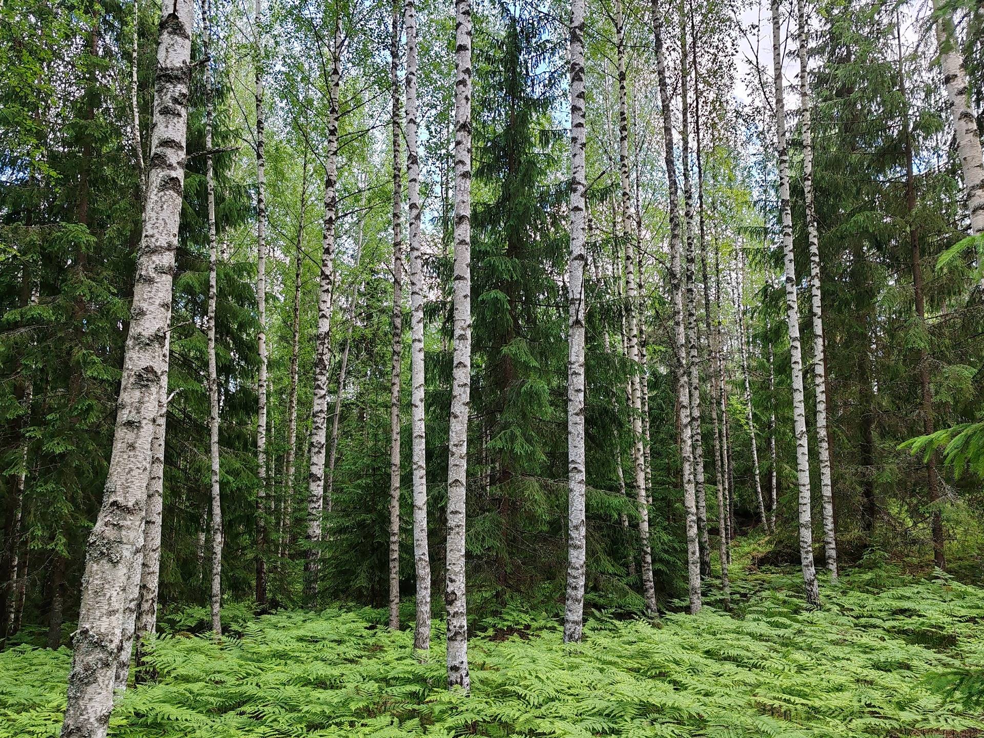 Maatila rakennuksineen Lohjan Leppäkorvessa, rauhallisella sijainnilla mutta vain 60 km kehä-III:lta. 40