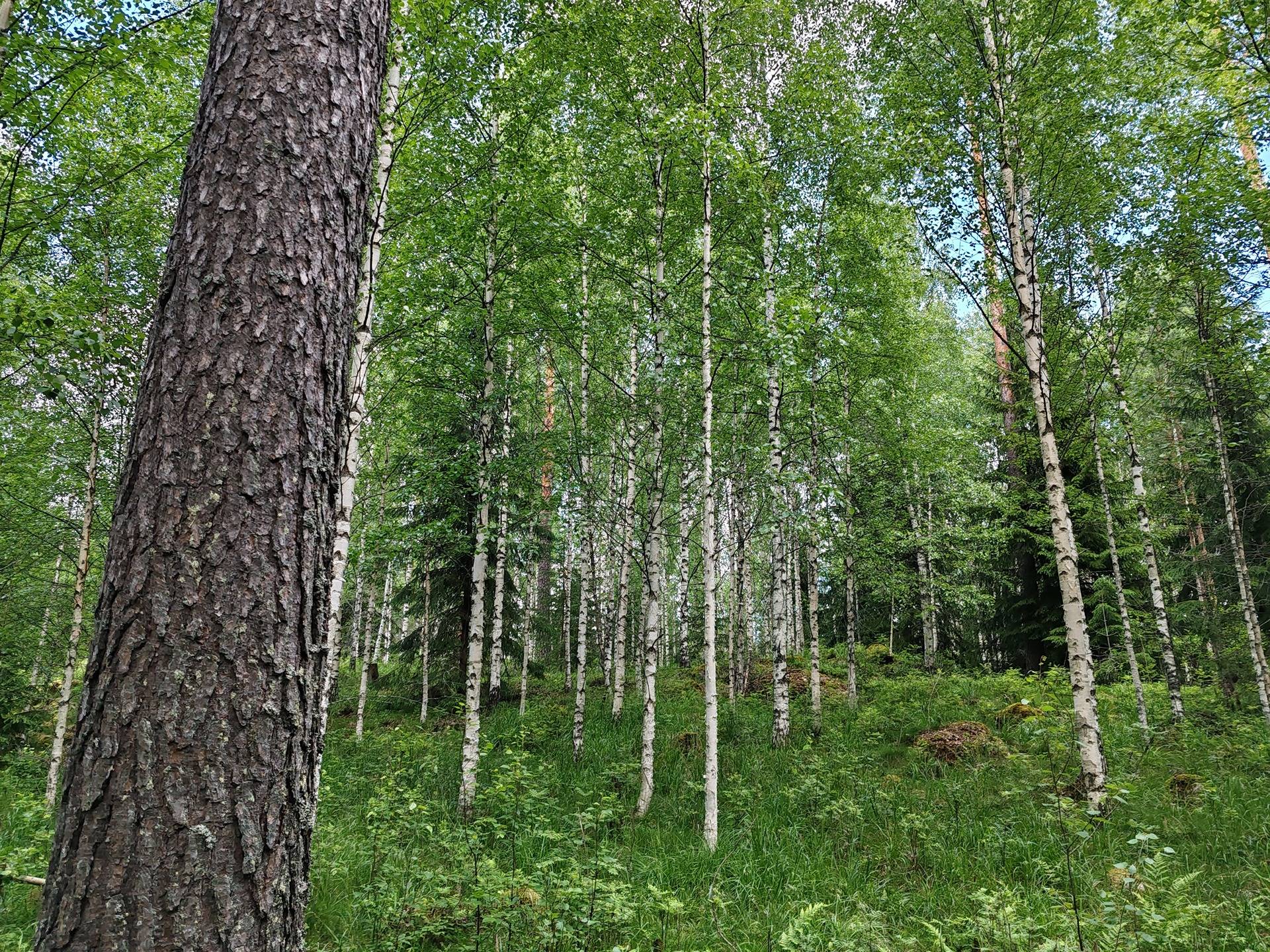 Maatila rakennuksineen Lohjan Leppäkorvessa, rauhallisella sijainnilla mutta vain 60 km kehä-III:lta. 42