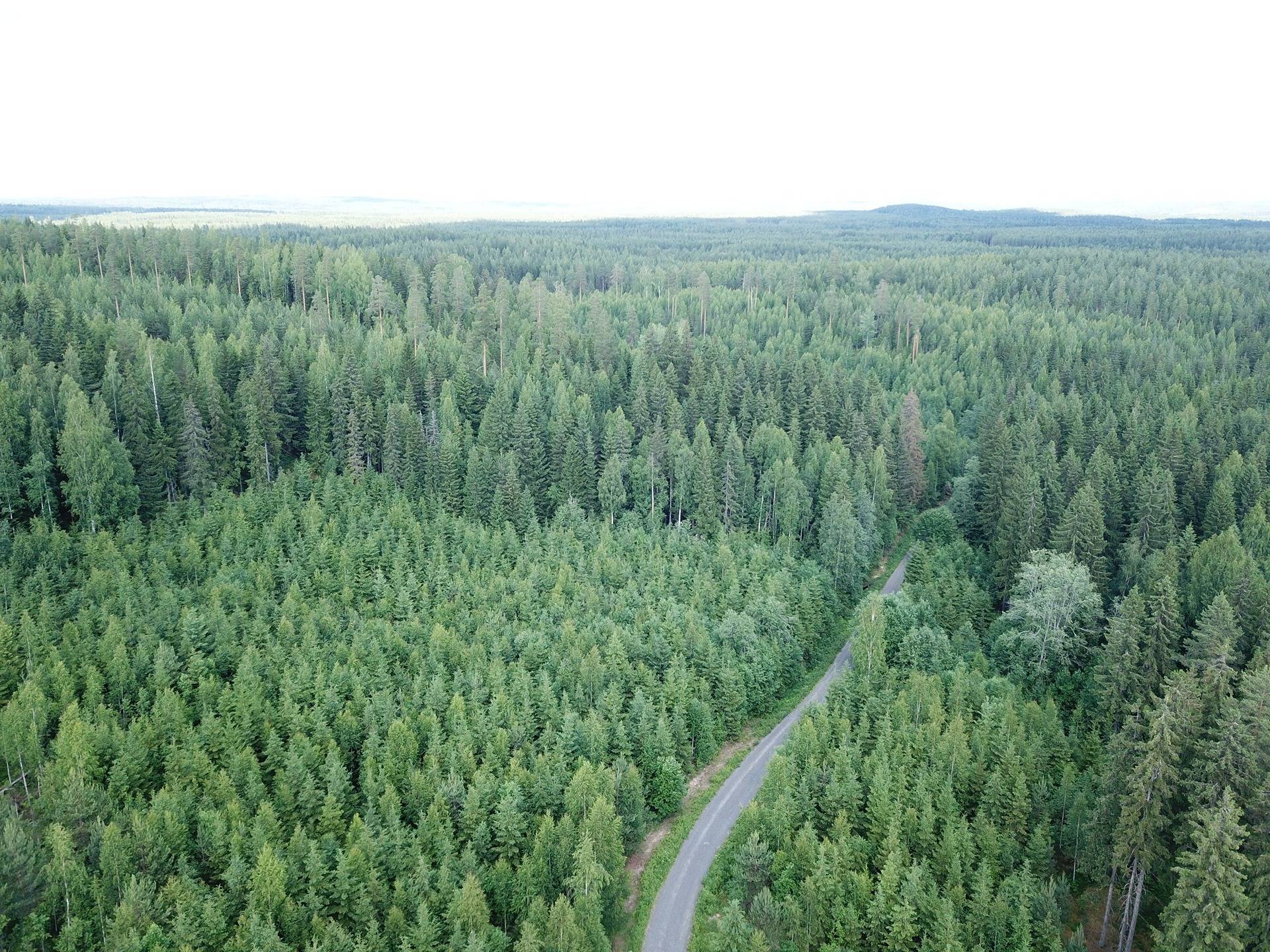 Orivesi, Onnistaipale, metsätila, Notkola 1