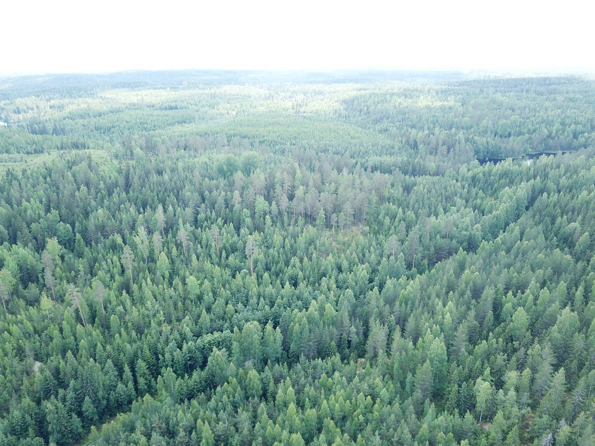 Orivesi, Onnistaipale, metsätila, Notkola 5