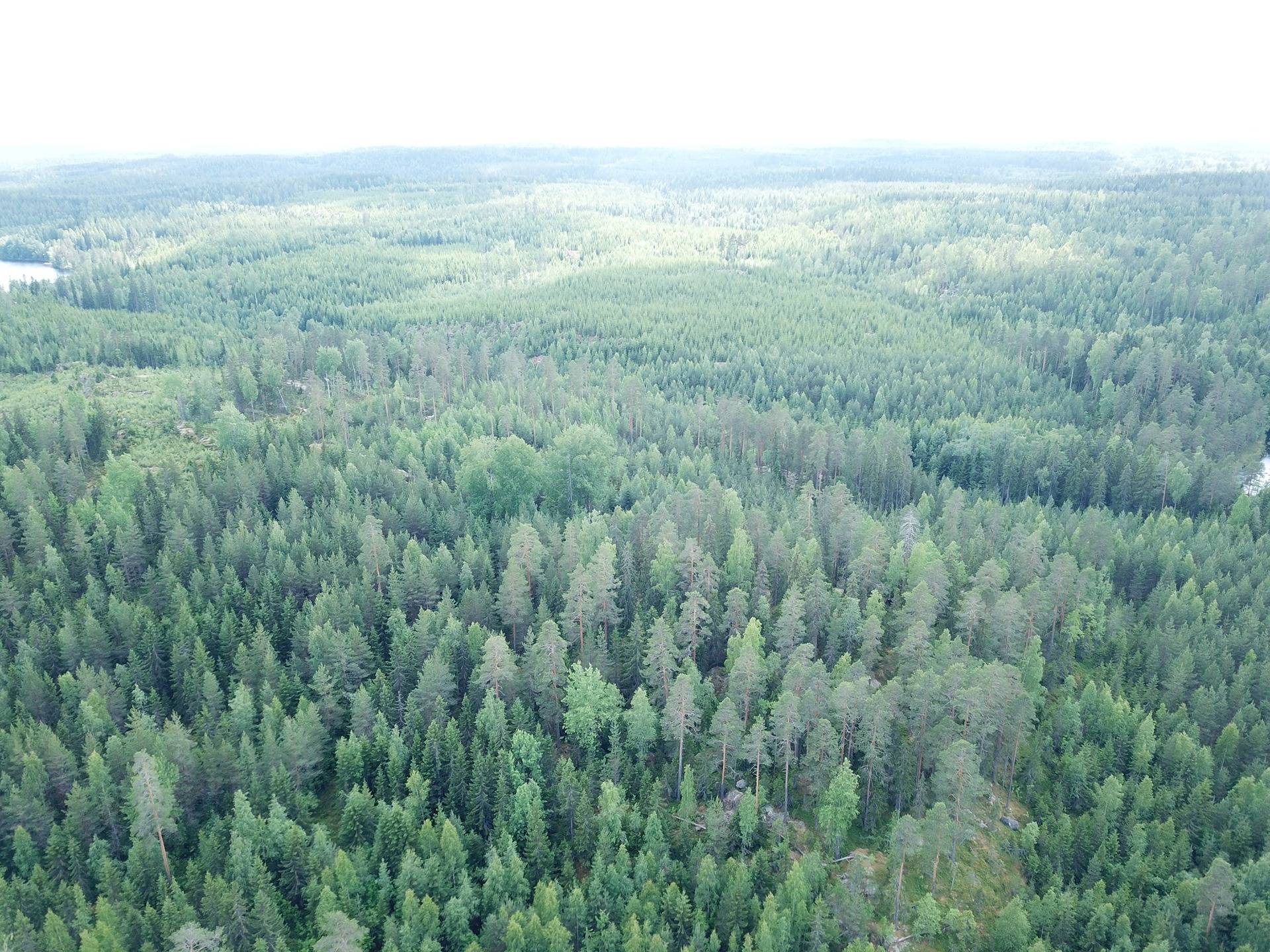 Orivesi, Onnistaipale, metsätila, Notkola 6