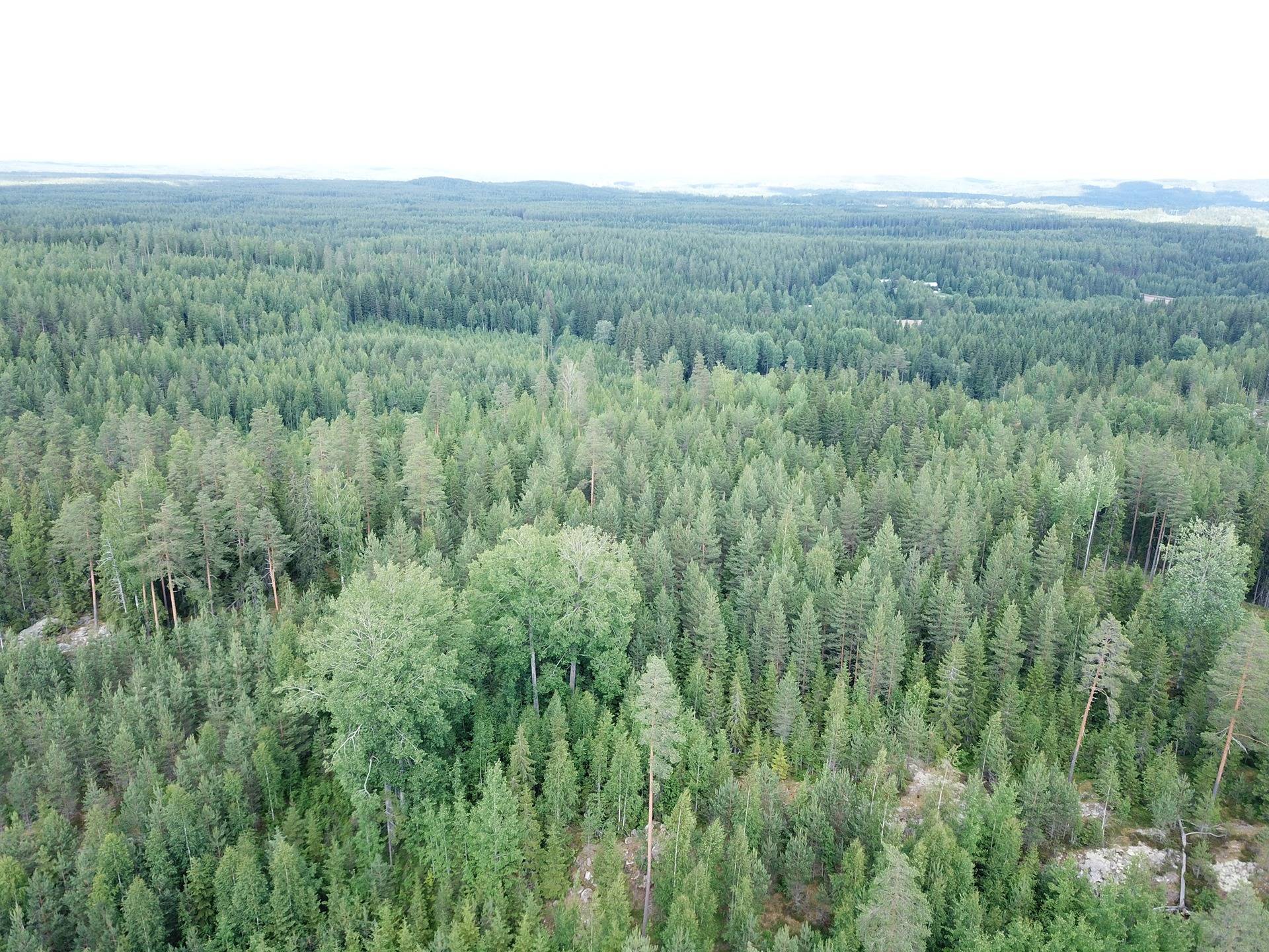 Orivesi, Onnistaipale, metsätila, Notkola 12