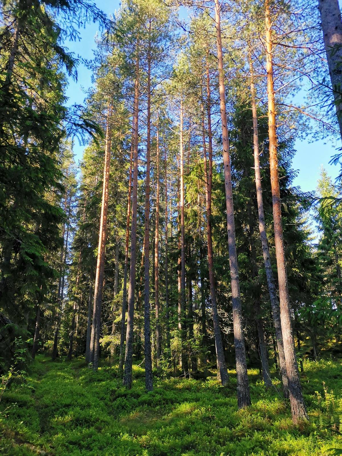 Cover photo for the object Metsätila (Määräala) noin 5,7 ha, Vuoristo; 684-439-1-24, Rauma, Lappi.