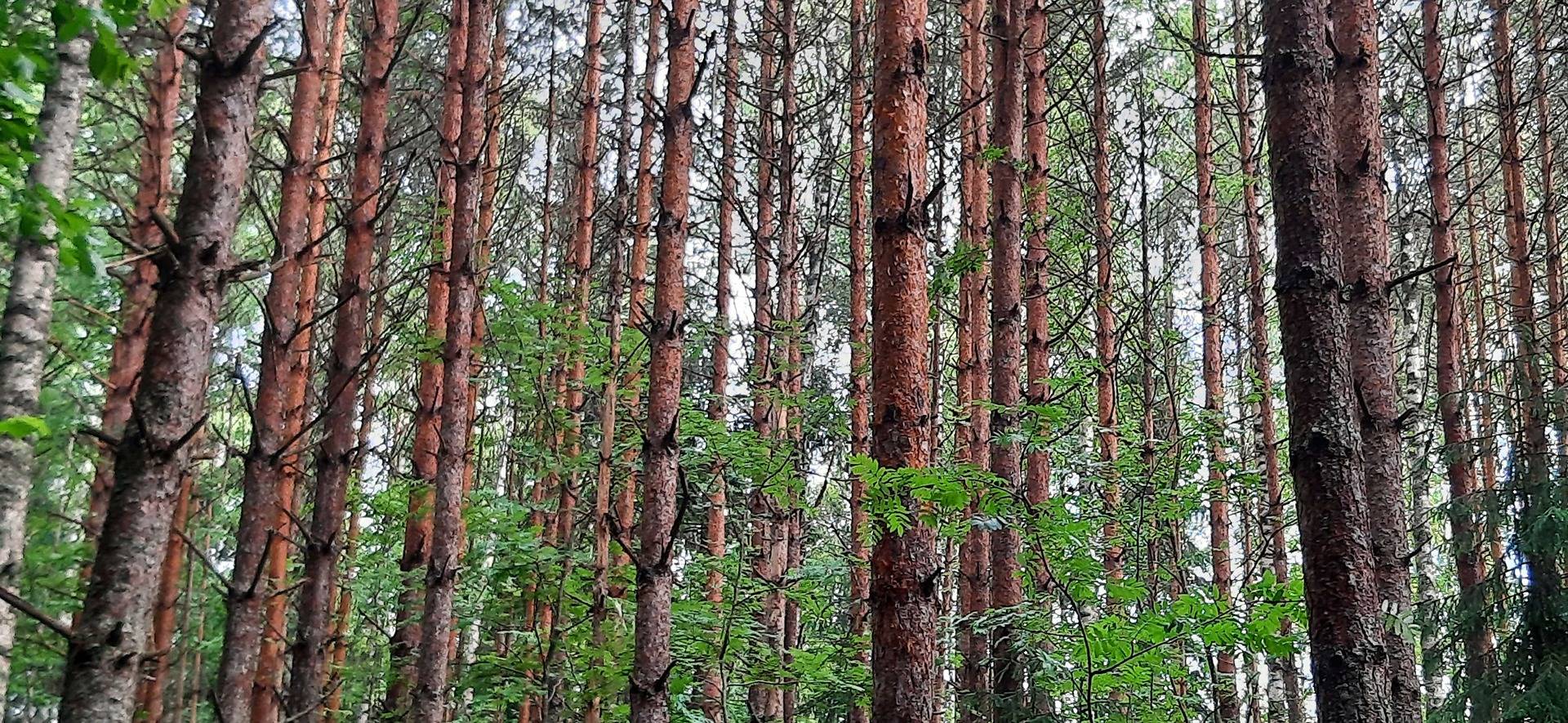 Peltola 3:28 metsätila 10