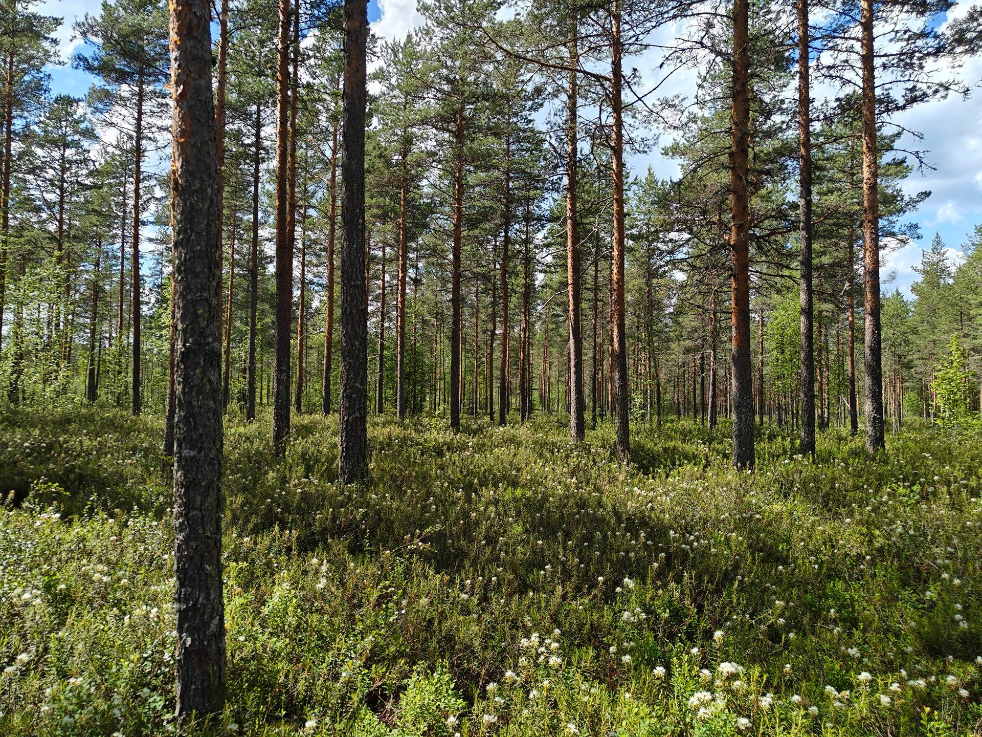 Alajärvi, Naurisaho 5-401-113-3 16