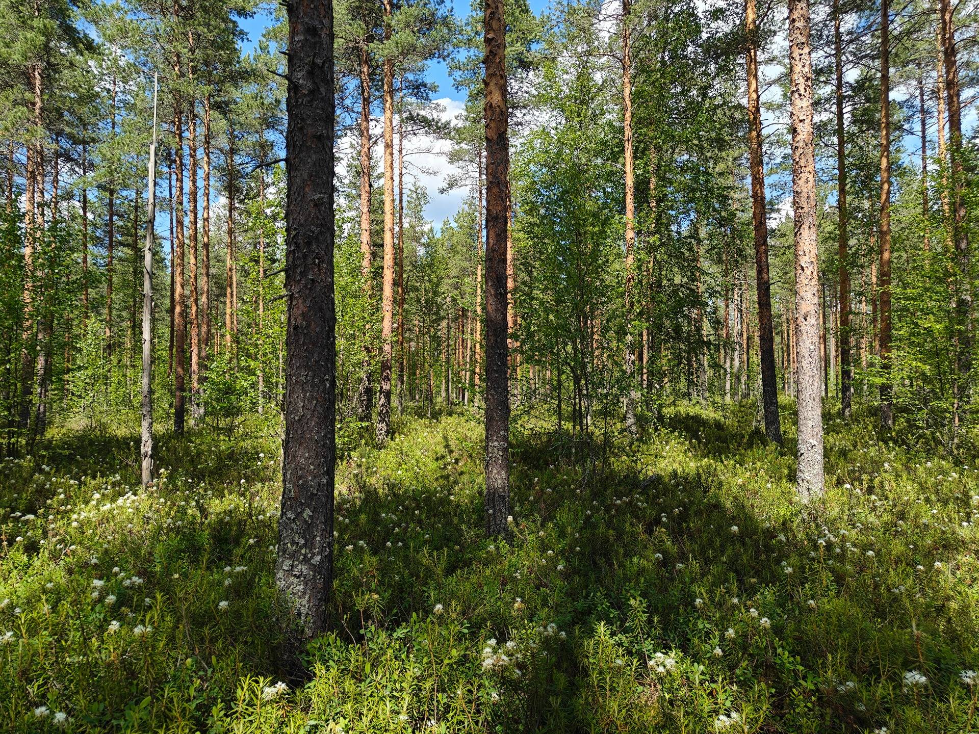 Alajärvi, Naurisaho 5-401-113-3 17