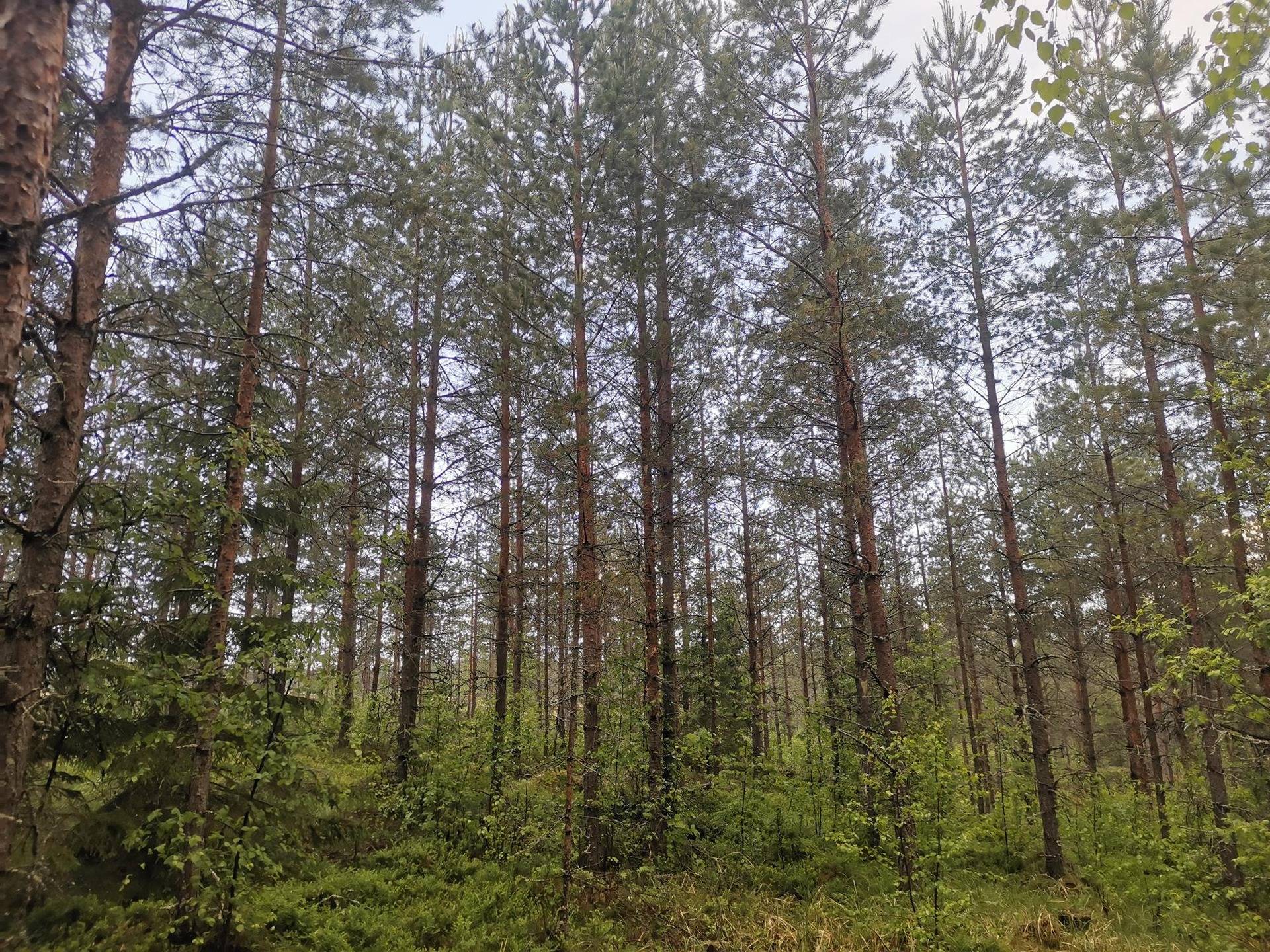 Metsätila: Metsämaa 51-422-5-35, 19,59 ha, Eurajoki, Rikantila. 2