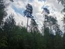 Metsätila: Metsämaa 51-422-5-35, 19,59 ha, Eurajoki, Rikantila. 5