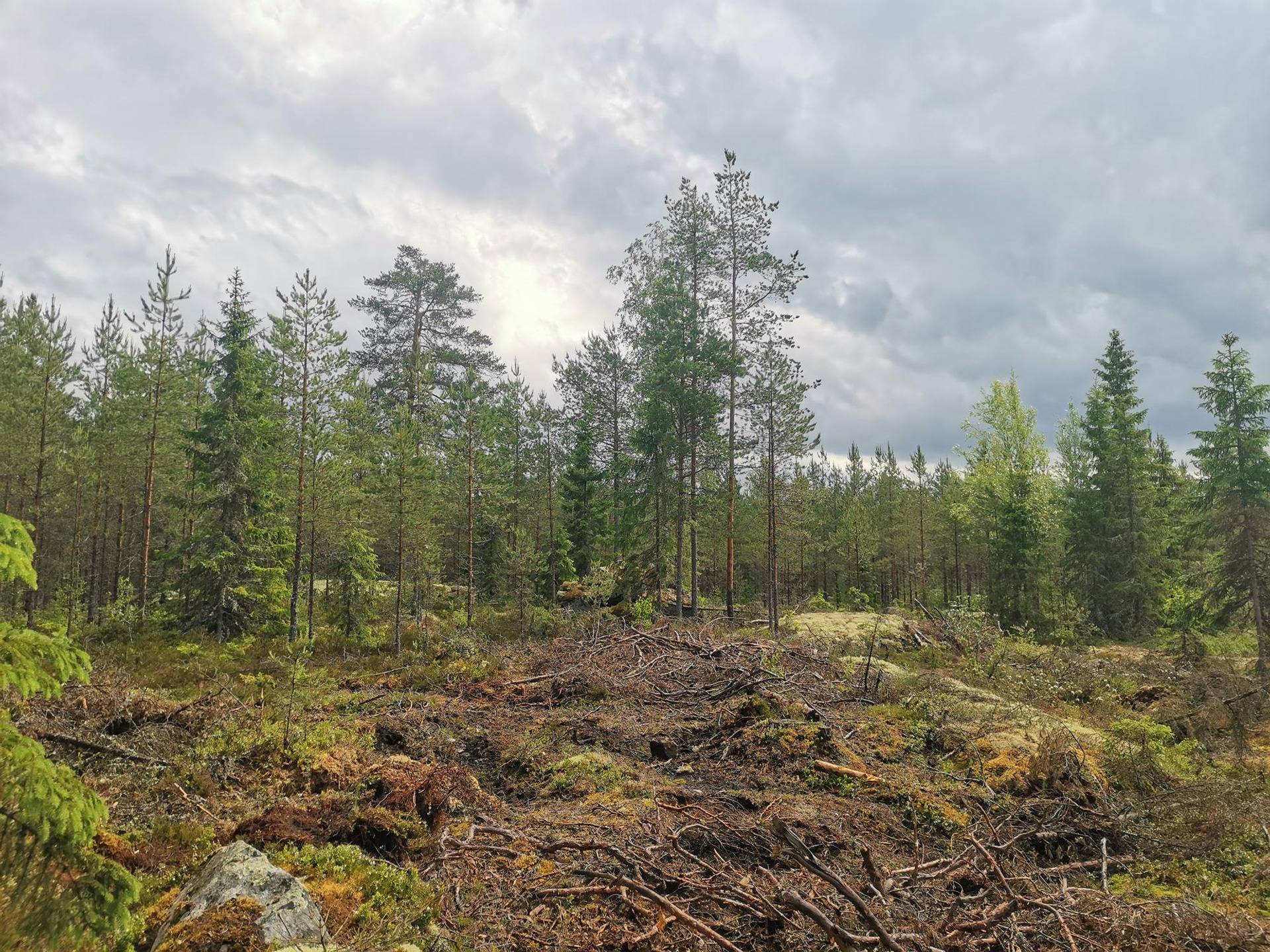 Metsätila: Metsämaa 51-422-5-35, 19,59 ha, Eurajoki, Rikantila. 7