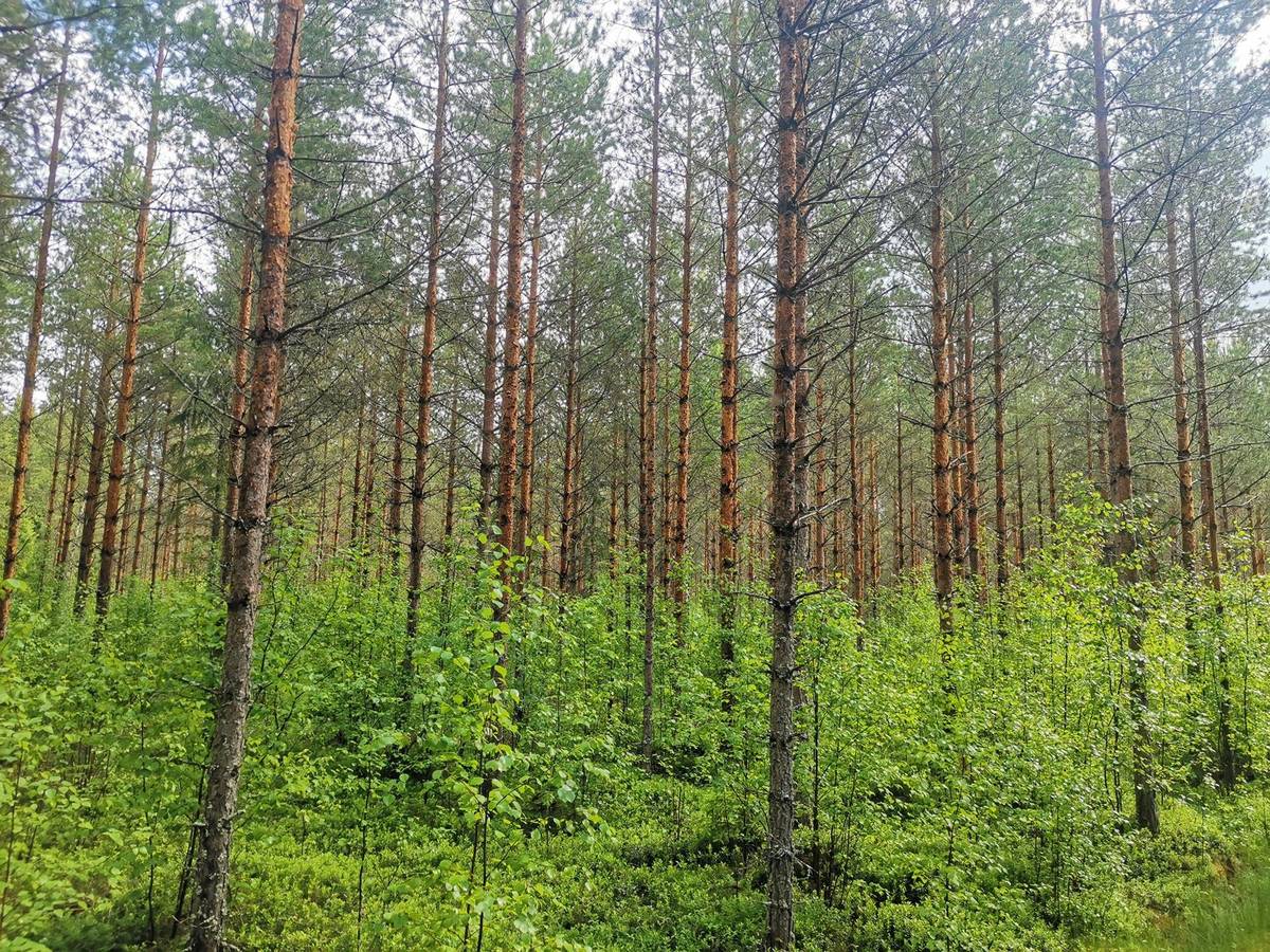 Kansikuva kohteelle Metsätila: Metsämaa 51-422-5-35, 19,59 ha, Eurajoki, Rikantila.