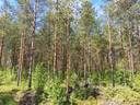 Metsätila: Metsämaa 51-422-5-35, 19,59 ha, Eurajoki, Rikantila. 8