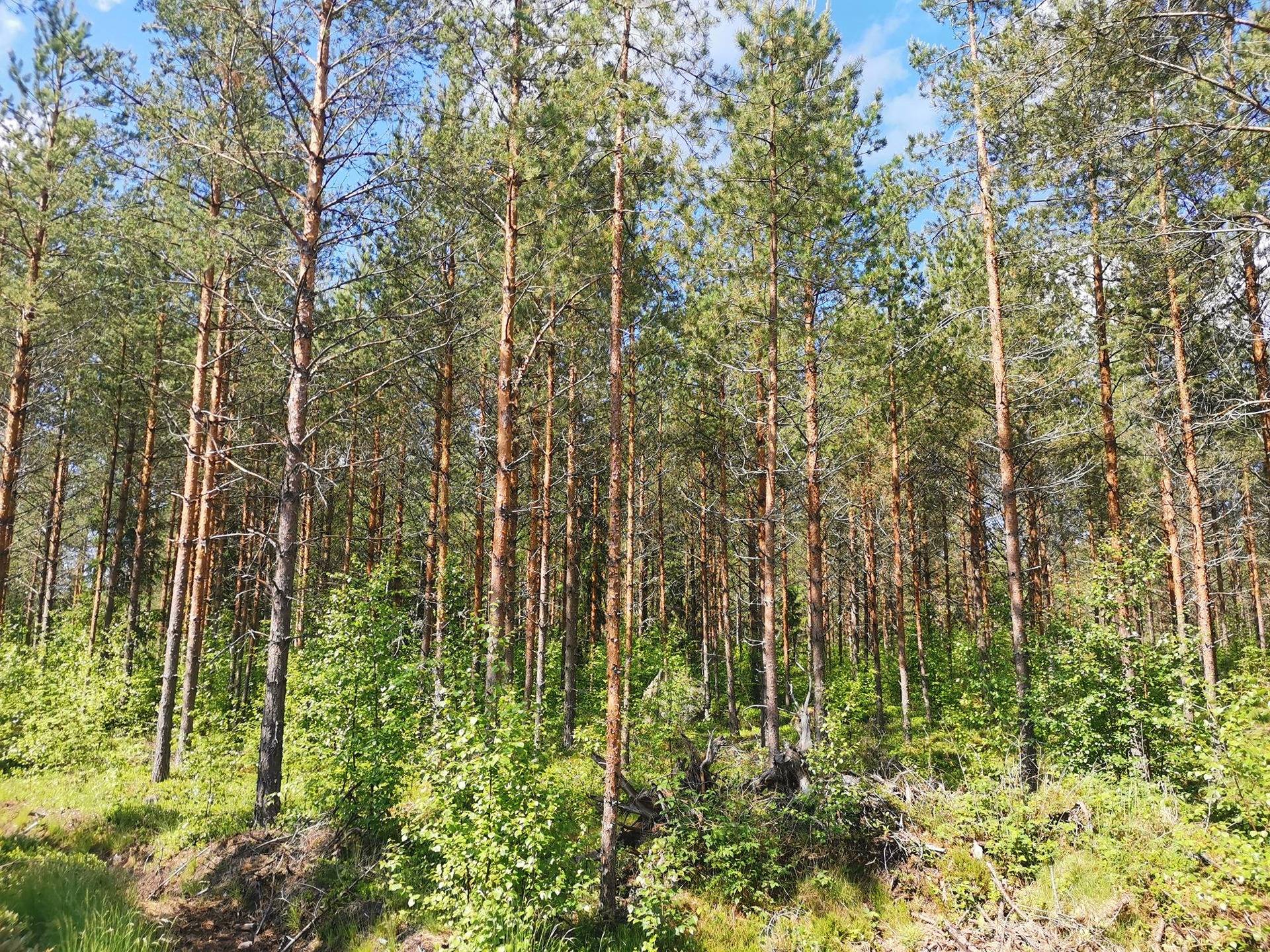 Metsätila: Metsämaa 51-422-5-35, 19,59 ha, Eurajoki, Rikantila. 8