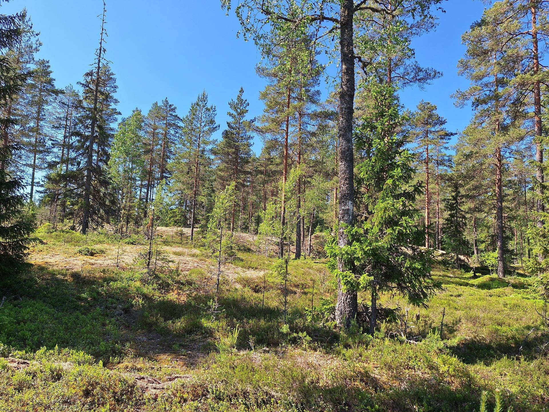 Metsämääräala tilasta Kuovi 1:106 n. 13,7 ha 4