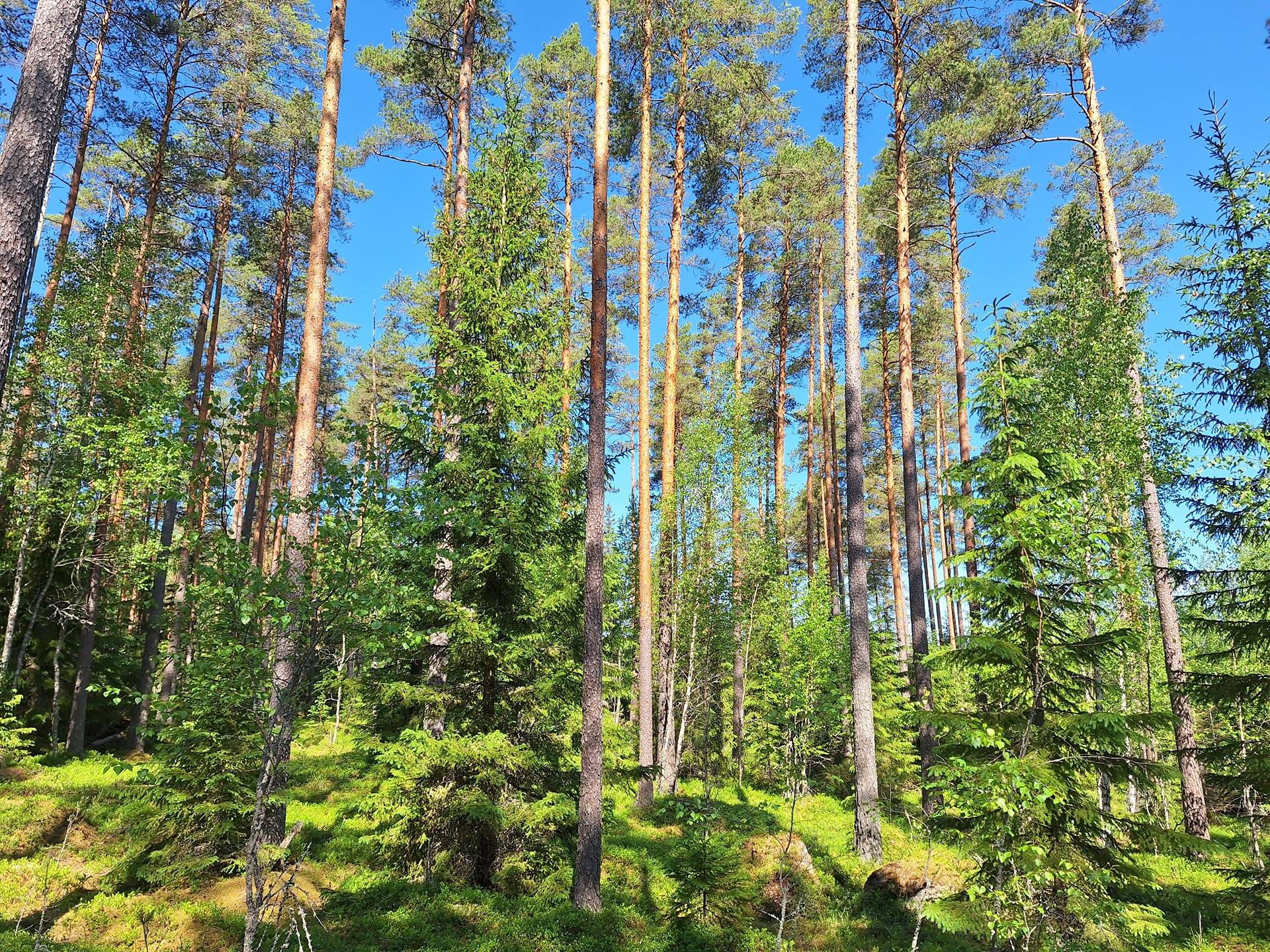 Metsämääräala tilasta Kuovi 1:106 n. 13,7 ha 5