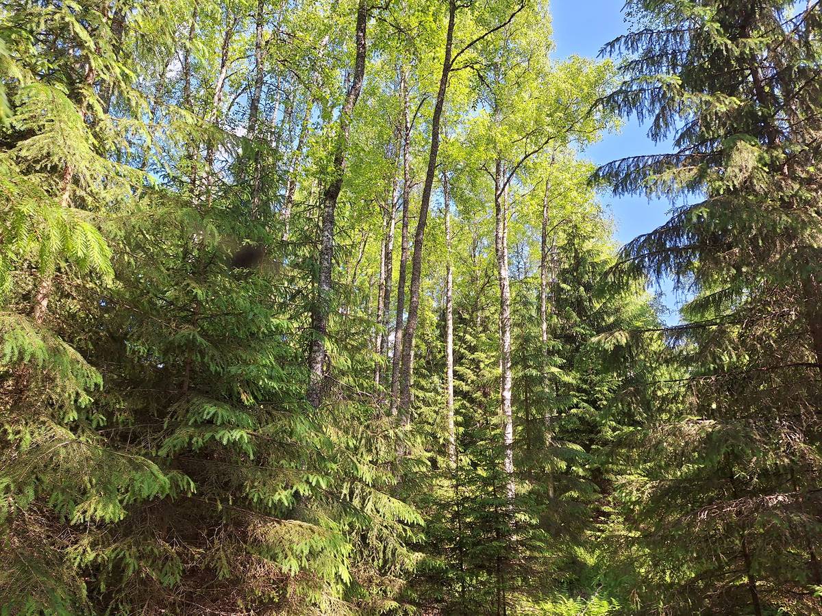 Omslagsbild för objektet Metsämääräala tilasta Kuovi 1:106 n. 13,7 ha