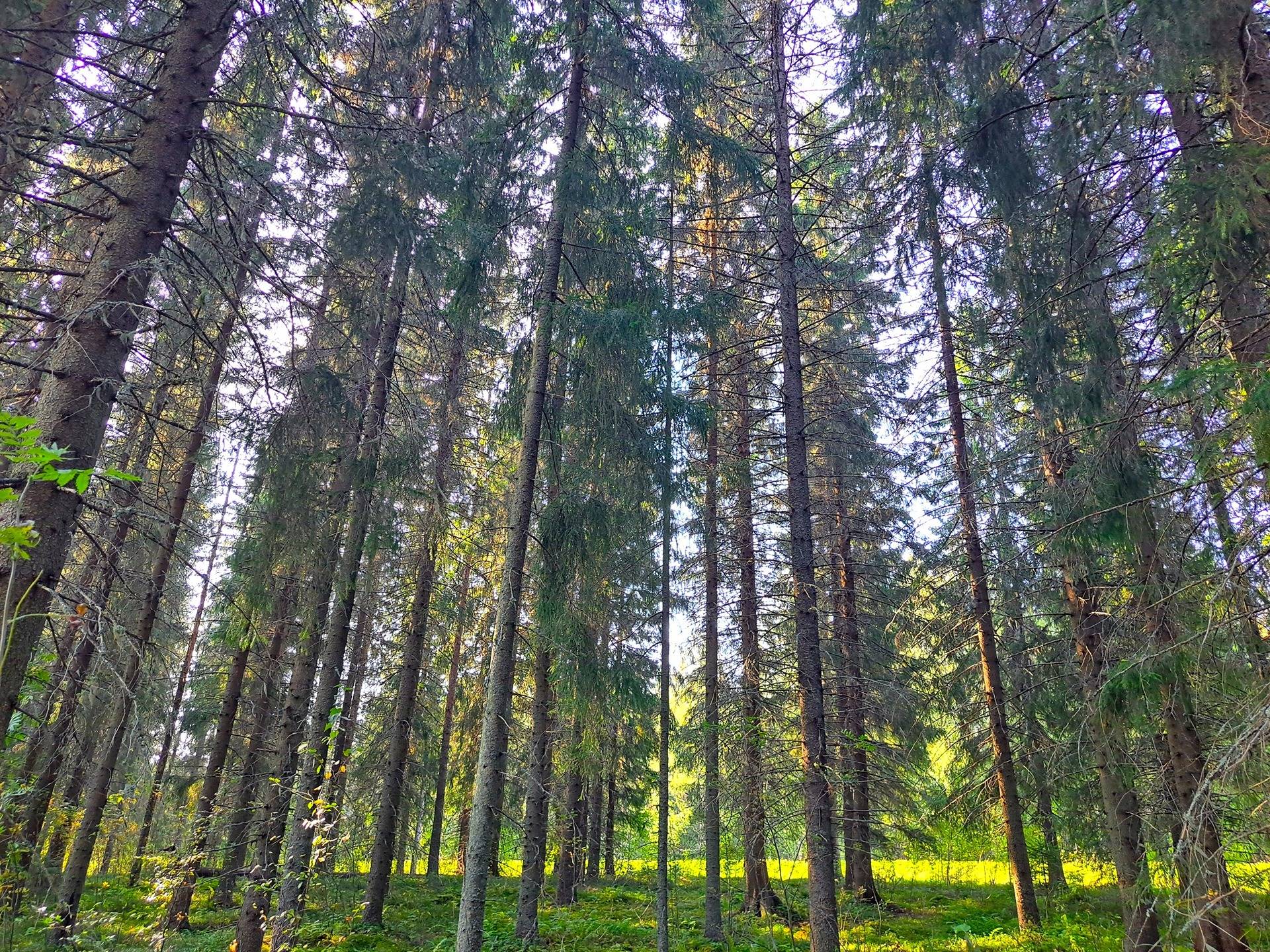 Evijärvi Kattilakoski metsäpalstakokonaisuus noin 36,43 ha 1