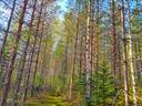 Evijärvi Kattilakoski metsäpalstakokonaisuus noin 36,43 ha 3