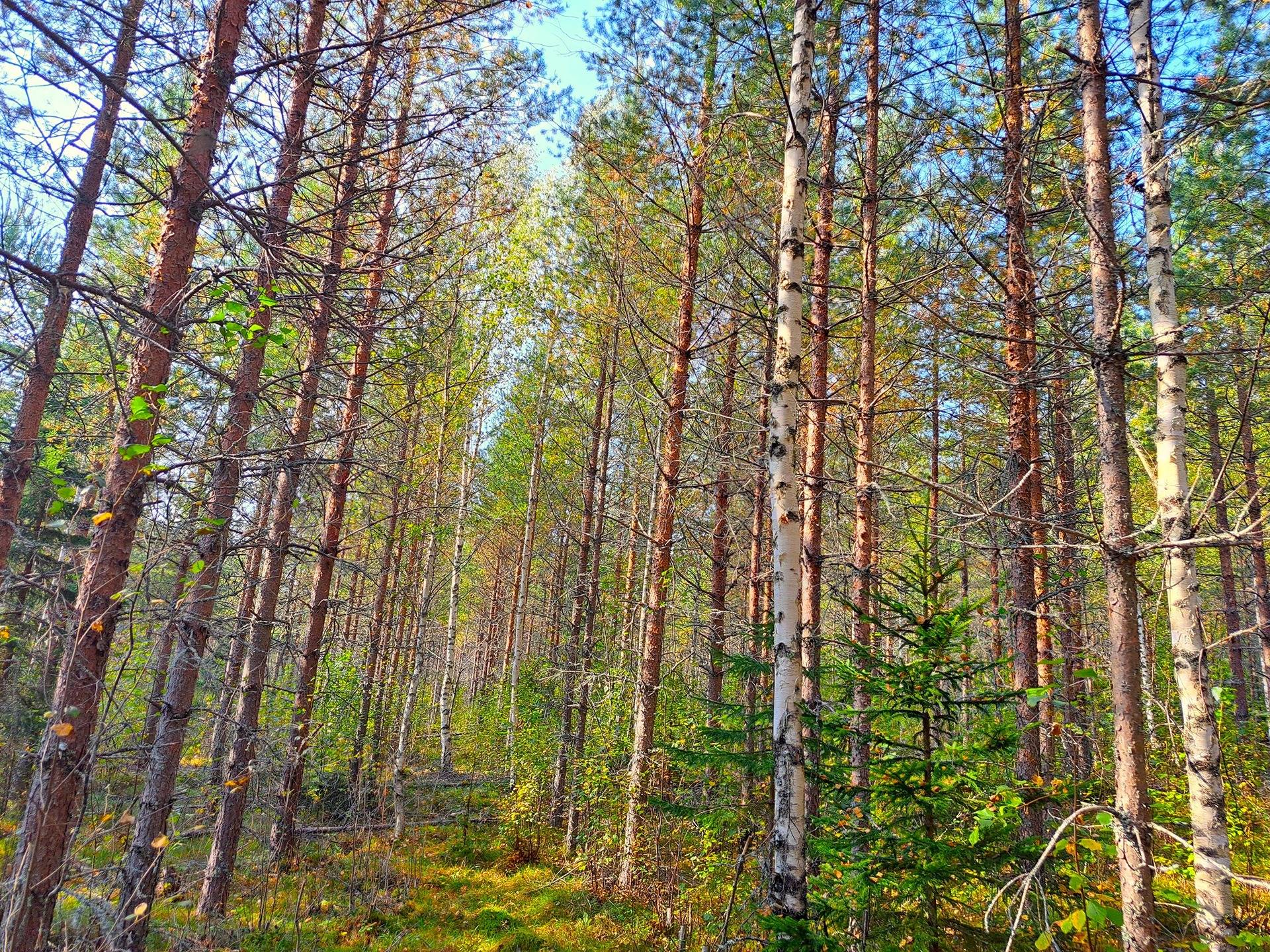 Evijärvi Kattilakoski metsäpalstakokonaisuus noin 36,43 ha 3