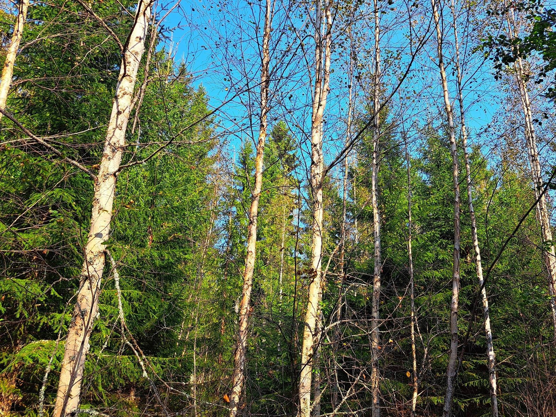 Evijärvi Kattilakoski metsäpalstakokonaisuus noin 36,43 ha 5