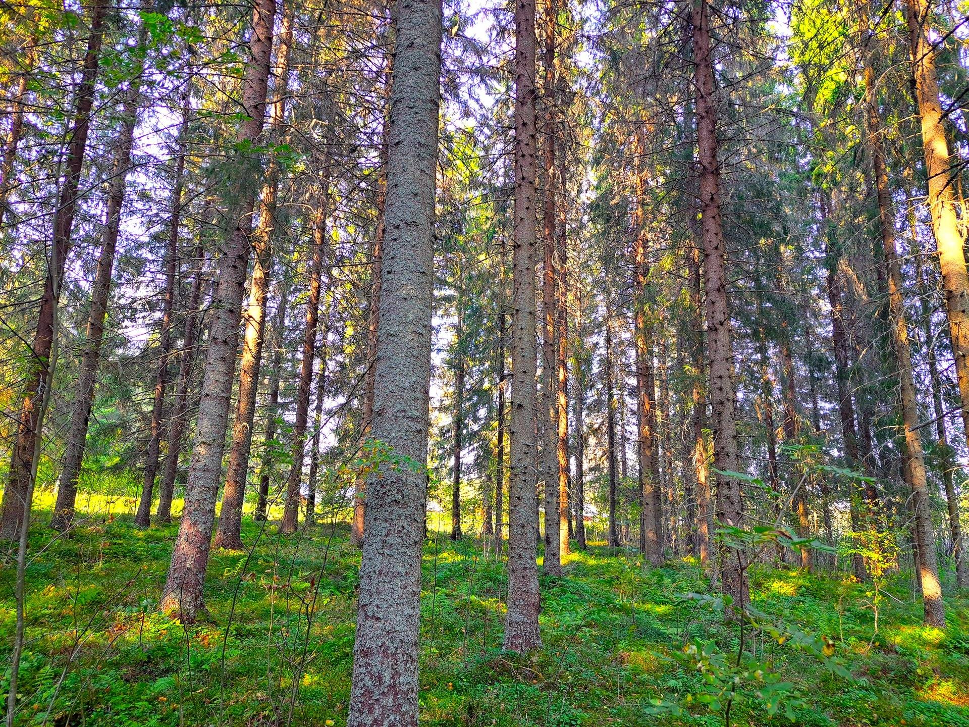 Evijärvi Kattilakoski metsäpalstakokonaisuus noin 36,43 ha 7